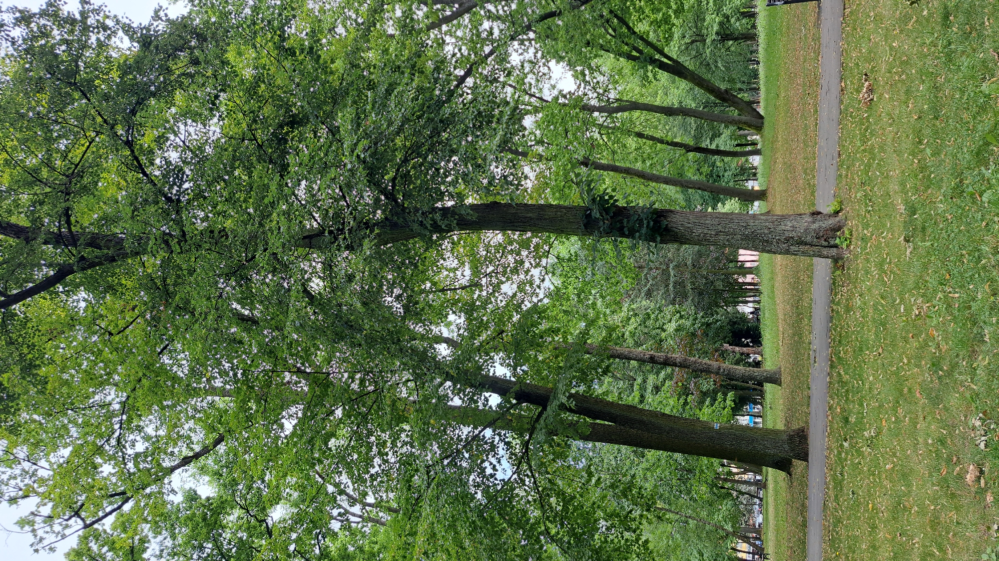 The image depicts a park scene in Krosno Odrzańskie, Poland, characterized by lush green trees and a winding pathway. In the foreground, a well-maintained grassy area is dotted with fallen leaves. A paved path curves through the middle ground, leading the eye deeper into the park. Several large, mature trees with thick trunks and dense green canopies dominate the landscape, casting shadows on the grass. In the background, more trees and foliage create a sense of depth, with a hint of distant buildings or structures visible through the trees. The sky is overcast, suggesting a diffused light that softens the overall scene. The park appears to be a tranquil and naturalistic setting within the city.