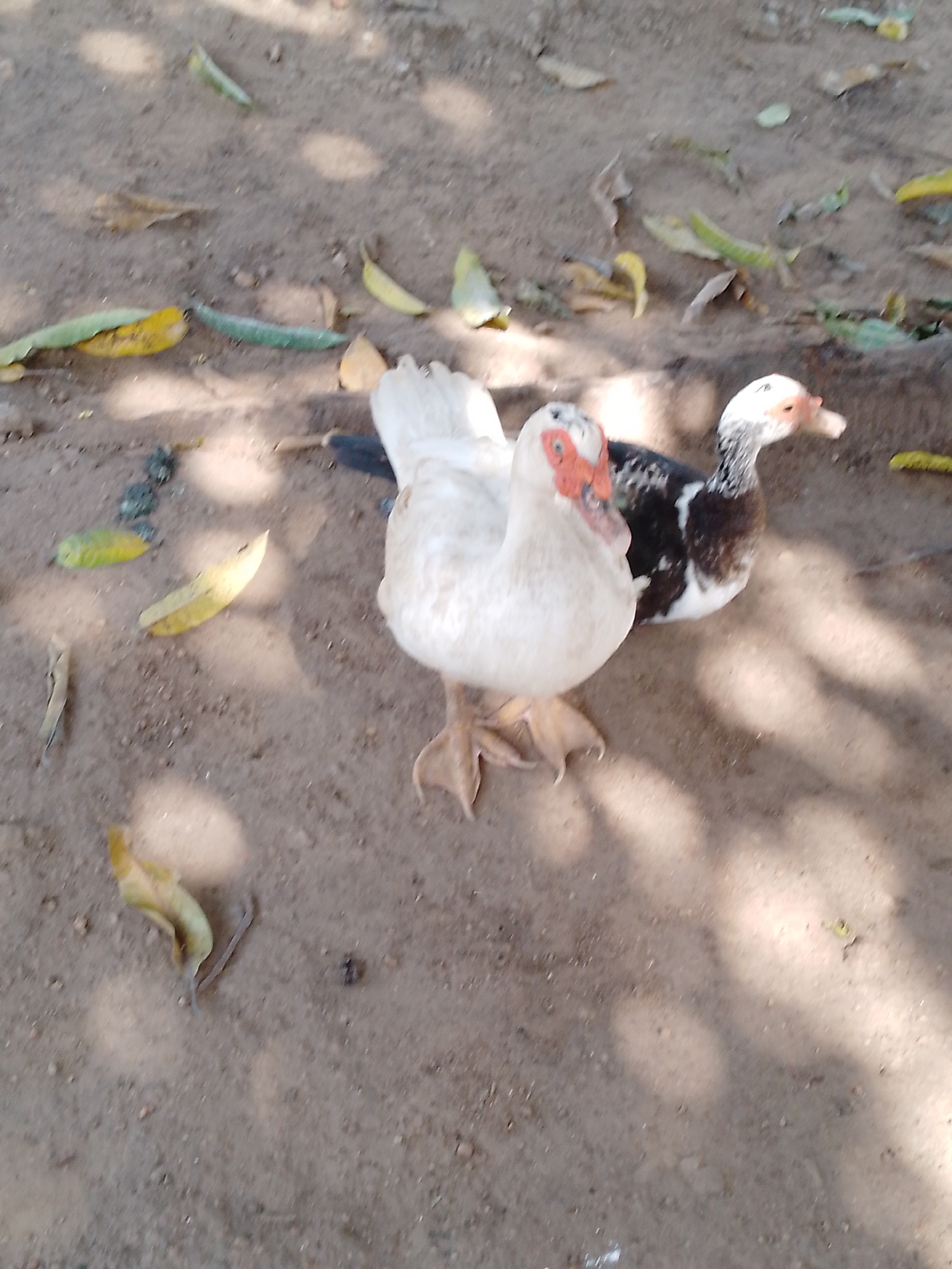 Two Muscovy ducks stand on dirt ground strewn with dried leaves in an outdoor setting. One duck is predominantly white, while the other is black and white. The location is Unknown, Unknown.