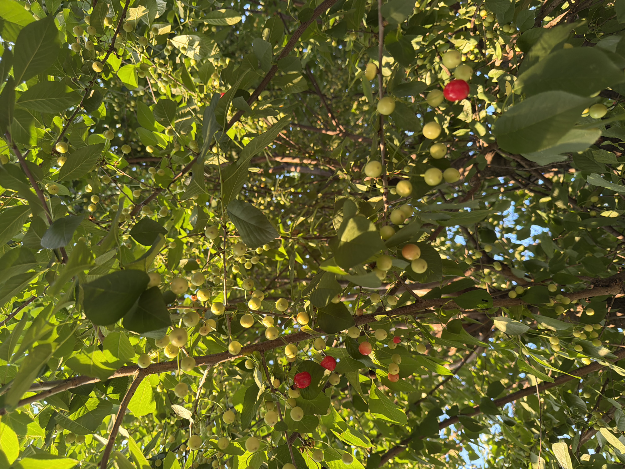 A close-up shot captures a cherry tree laden with numerous small, round fruits. Most of the cherries are a pale green or yellow, indicating they are unripe. However, several cherries have begun to ripen, displaying a vibrant red hue. The cherries are clustered on branches, interspersed with lush green leaves that are partially illuminated by sunlight. The background is a blur of more foliage and the bright blue sky, suggesting an outdoor setting in Pazardzhik, Bulgaria. There are no people or animals visible in the image. The focus is solely on the natural bounty of the cherry tree.
