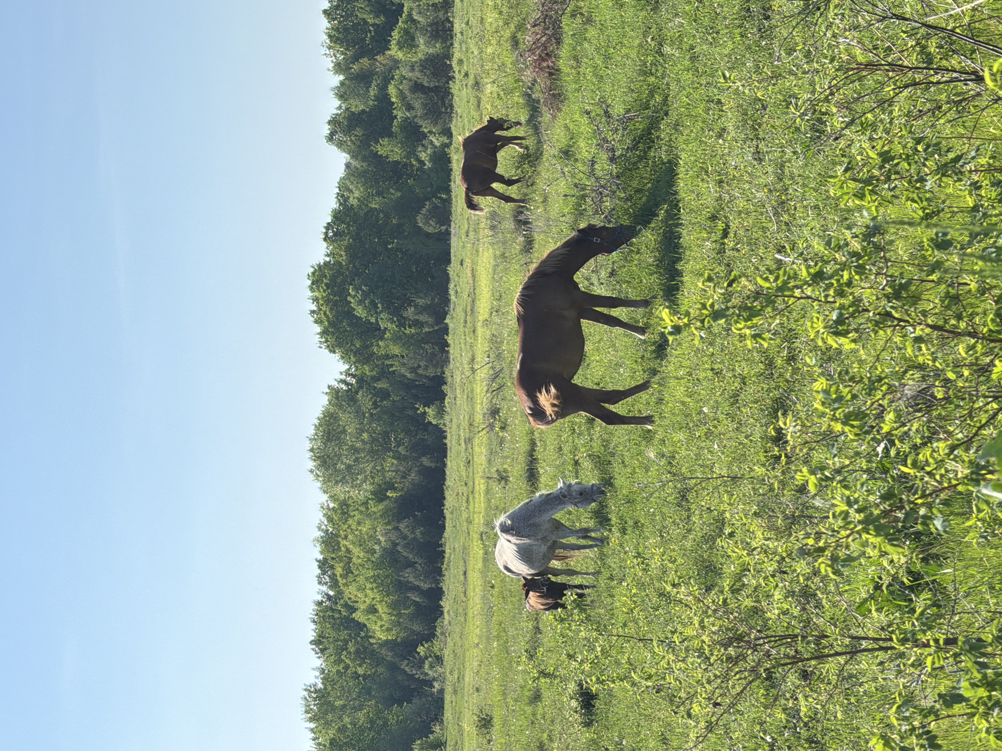 The image depicts a grassy field with trees in the background under a clear blue sky. Three horses are present: one is brown and facing to the right, another is dark brown and standing near the tree line, and the third is gray with a darker foal standing close to her. The location appears to be an open area near a forest, but there is no concrete evidence in the image to suggest that the location is Noviy, Russia.