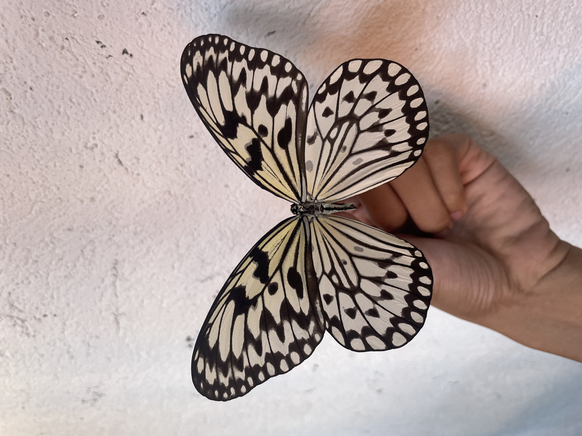 A close-up, top-down shot shows a person's hand holding a large, black and white butterfly against a textured, light-colored wall. The butterfly's wings are spread open, revealing intricate patterns of black markings on a creamy white background. The wall, likely in Davao City, Philippines, has a rough, uneven surface with some small imperfections and shadows. The hand, with visible fingernails and skin texture, gently supports the butterfly's body. The lighting appears to be natural or soft artificial light, casting subtle shadows and highlighting the delicate details of both the butterfly and the wall.