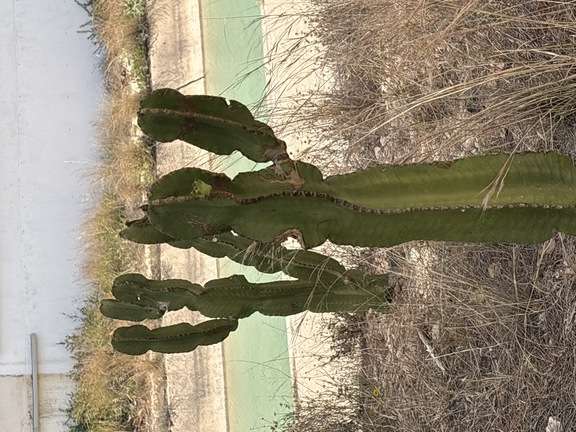 The image shows two large green cacti in the foreground, with dry grass and brush surrounding them. In the background, there is a body of turquoise water, possibly a canal or pool, and a white building with a grey stripe along its top edge. The scene appears to be an outdoor area in a dry climate. The specific location in Orihuela, Spain, is not identifiable from the image alone. There are no people or specific actions depicted.