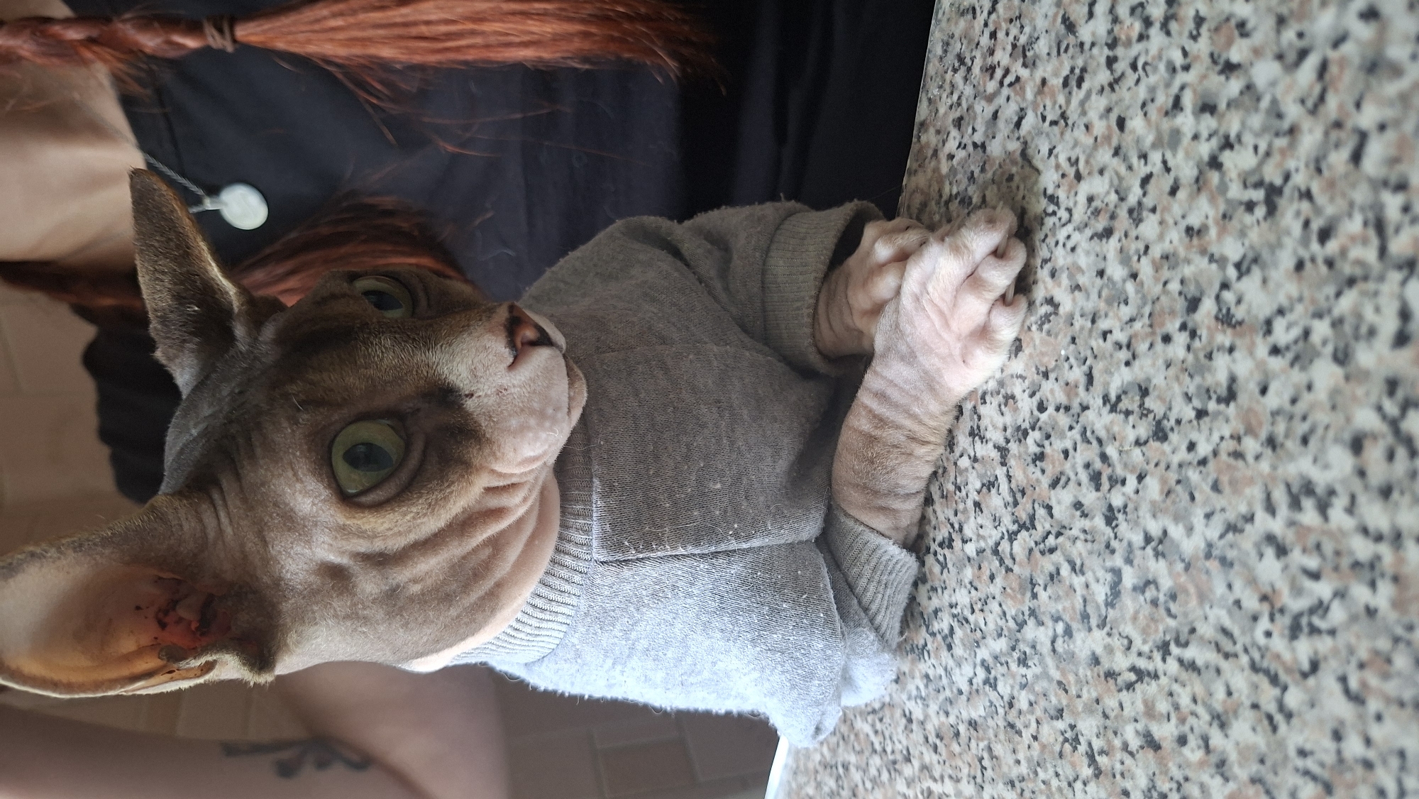 A hairless cat wearing a grey sweater is positioned on a speckled countertop. The cat's head is turned to the right, revealing its large ears and green eyes. Behind the cat, a person with red hair braided into two pigtails is visible, wearing a black top and a silver pendant. The background is out of focus, showing a tiled wall. The image is cropped to focus on the cat and the immediate surroundings. There is no identifiable information about the location being in Myadzyel, Belarus.