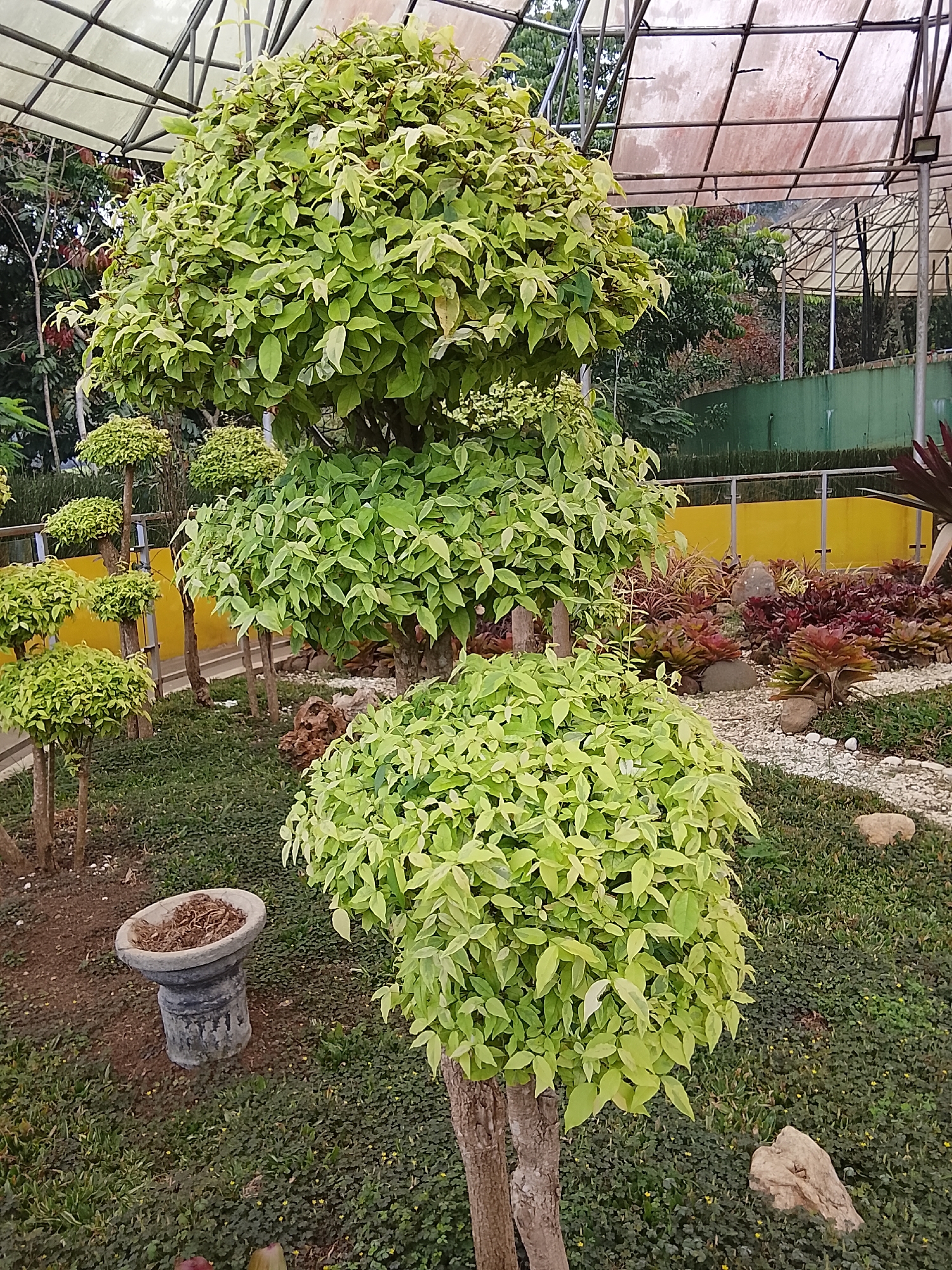 The image depicts a meticulously manicured garden area, likely part of a botanical garden or a well-maintained public space in Baturaden, Indonesia. The central focus is on several topiary-shaped plants with vibrant green and variegated foliage, arranged in a layered display. In the foreground, a small, weathered stone planter, containing dried leaves, sits amidst a bed of dense, low-lying green ground cover. To the right, a larger shrub with lighter green leaves stands out.
Behind these, a row of smaller, equally sculpted trees on slender trunks creates a sense of depth. Further into the background, a yellow wall or fence is visible, bordering a more diverse planting of reddish and purplish foliage, interspersed with smooth, light-colored stones. The entire scene is covered by a transparent or translucent greenhouse-like roof structure supported by a metal frame. The lighting suggests it is daytime, with natural light filtering through the roof and illuminating the plants. The environment appears dry and well-kept. No people are present in the image.