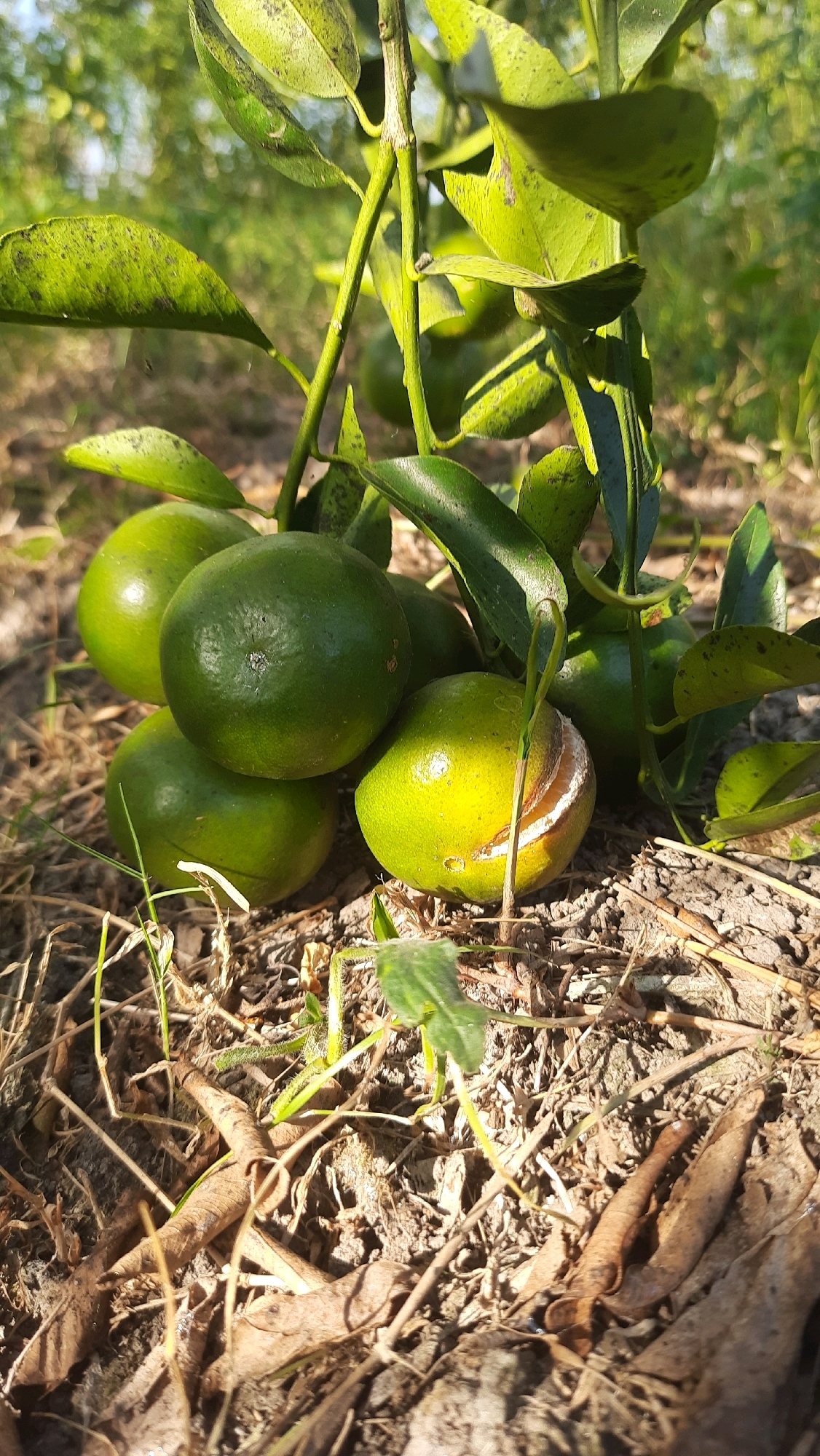 A cluster of unripe oranges hangs low on a tree branch. The oranges are mostly green, with some showing hints of yellow. The branch is surrounded by green leaves, some of which have dark spots. The ground beneath the tree is covered with dry leaves and dirt. The scene is bathed in sunlight, casting shadows on the ground and highlighting the textures of the leaves and oranges. The location is identified as Kebonrejo, Indonesia.