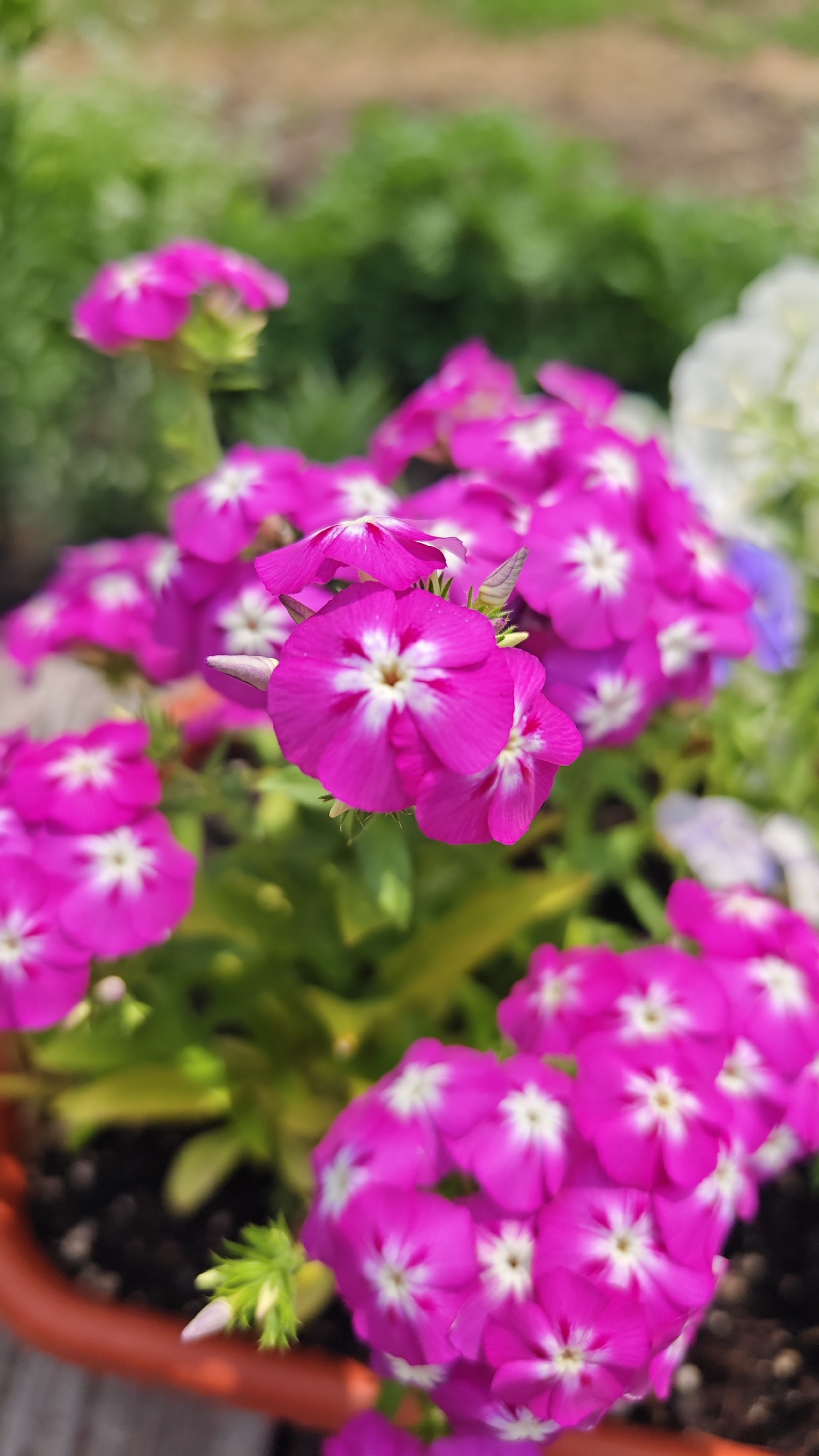 The image is a close-up, vertically oriented photograph of a cluster of vibrant magenta flowers with white centers. The flowers appear to be in bloom, with multiple blossoms visible in various stages of opening. They are set against a softly blurred background of green foliage and a hint of a brown planter. There is no indication of human presence or any urban environment, making it impossible to determine a location within Krupskoy, Russia, or any other city. The scene is purely botanical, focusing on the detail and color of the flowers.