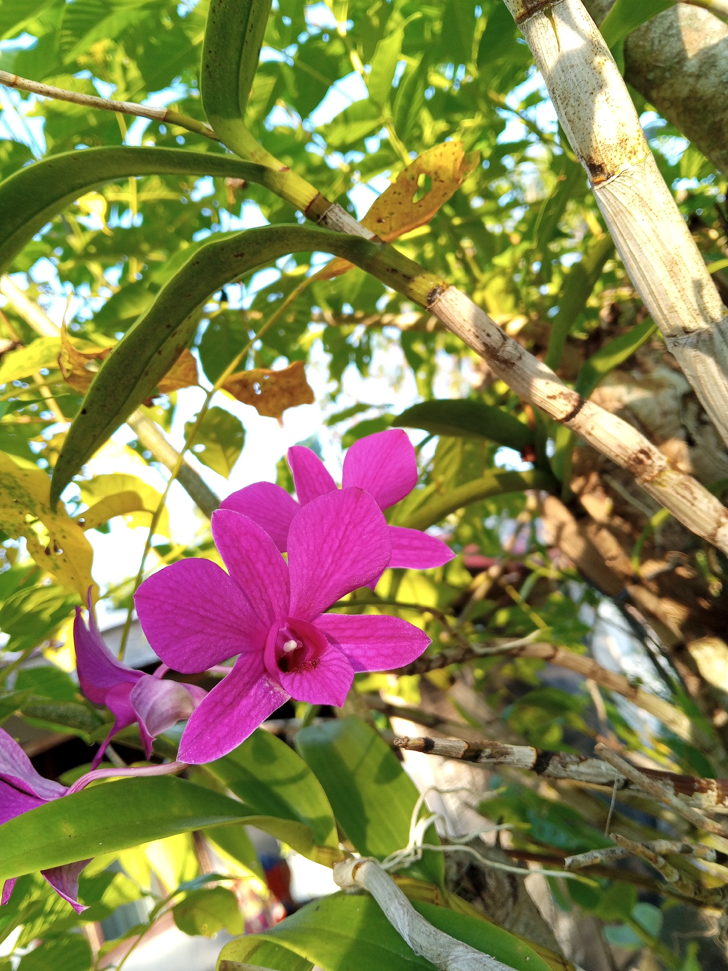 This is a close-up, low-angle outdoor photograph of a cluster of bright magenta orchid flowers and their green leaves, with thick, segmented orchid stems prominently featured. The background is filled with lush green foliage and branches, suggesting a natural or cultivated garden setting. The lighting indicates it is daytime, likely with the sun filtering through the leaves, creating areas of shadow and bright highlights, particularly on the stems. No people are visible in the image. The scene appears to be an orchid plant in bloom, located in a garden in Payadua, Indonesia, a region known for its tropical flora.