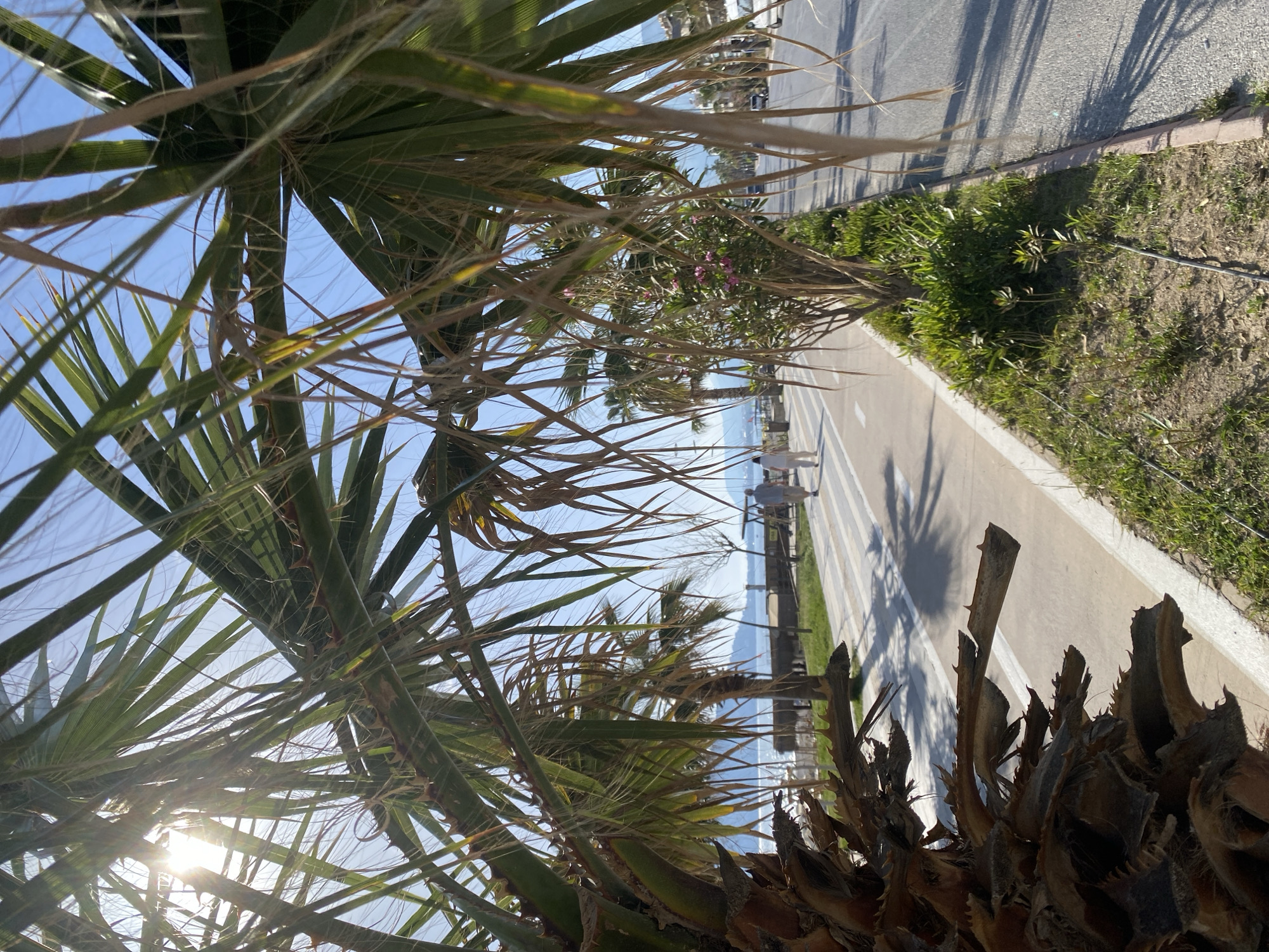 The image depicts a view from underneath palm trees in Alanya, Turkey. A pedestrian walkway runs alongside a road, bordered by green vegetation and soil. The sea is visible in the background, with some beachgoers. The sun is shining through the palm leaves, creating a bright and sunny atmosphere.