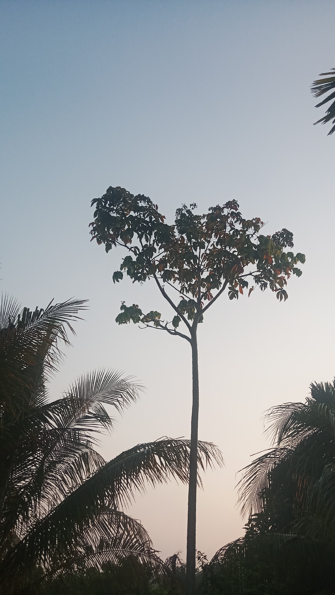 The image depicts a serene outdoor scene dominated by lush greenery and a vast, pale sky. In the foreground, several palm trees with their characteristic fronds create a natural frame for the central subject. The central focus is a tall, slender tree with a distinctively heart-shaped canopy of leaves, some of which show hints of red and yellow, suggesting a transition in season or light. The sky above is a gradient of soft blue and pale yellow, indicating either early morning or late afternoon light. The overall ambiance is tranquil and naturalistic. The location of Sungai Sipai, Indonesia, suggests a tropical or subtropical environment, which aligns with the presence of palm trees and the type of foliage observed.