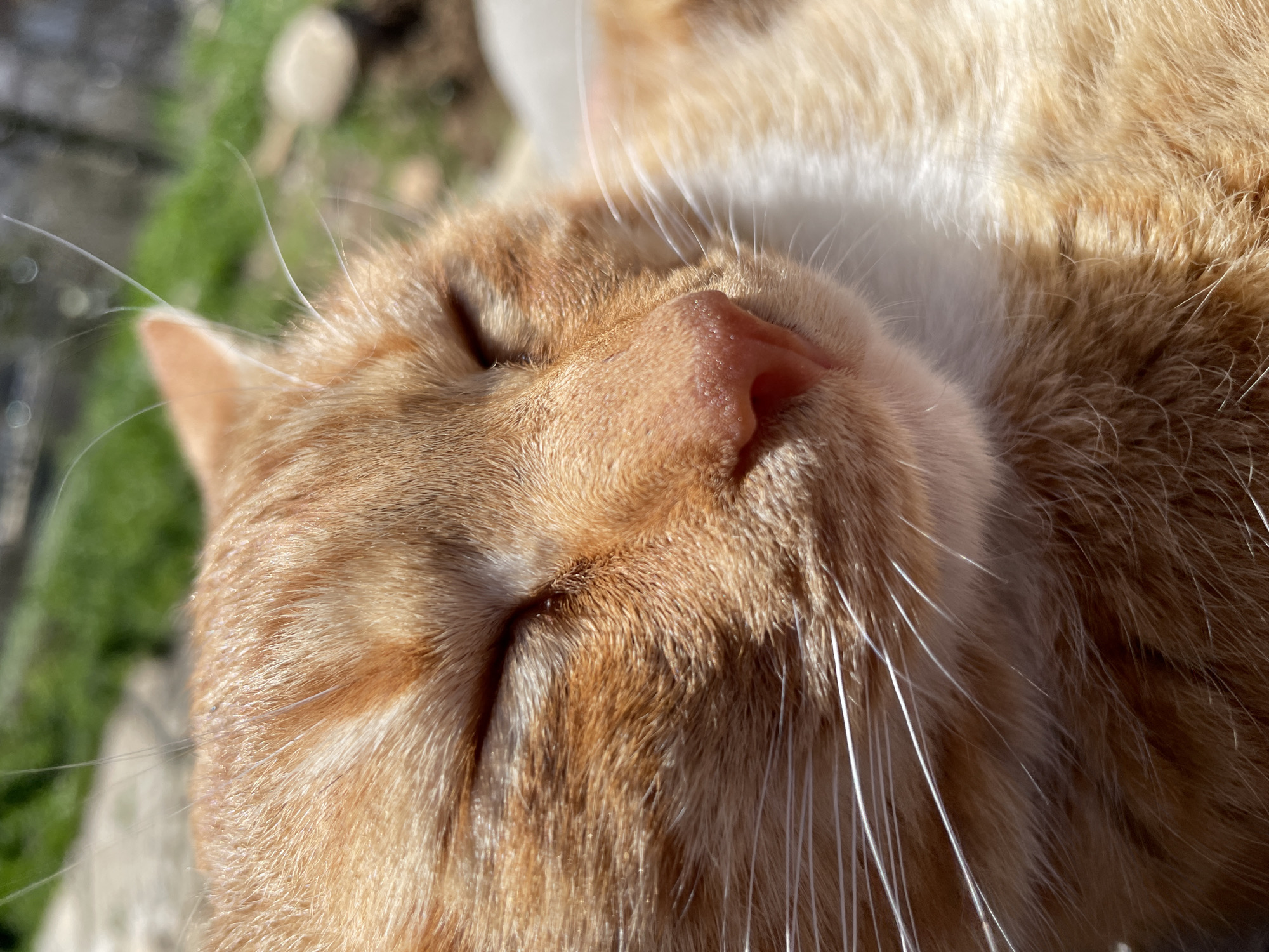 Close-up of an orange tabby cat sleeping outdoors. The cat's head is in the foreground, with its eyes closed and pink nose visible. White whiskers extend from its face. Patches of white fur are visible around the neck. The background is blurry, showing some green vegetation and a light-colored surface. The location of the photograph is not discernible as Zlatograd, Bulgaria.
