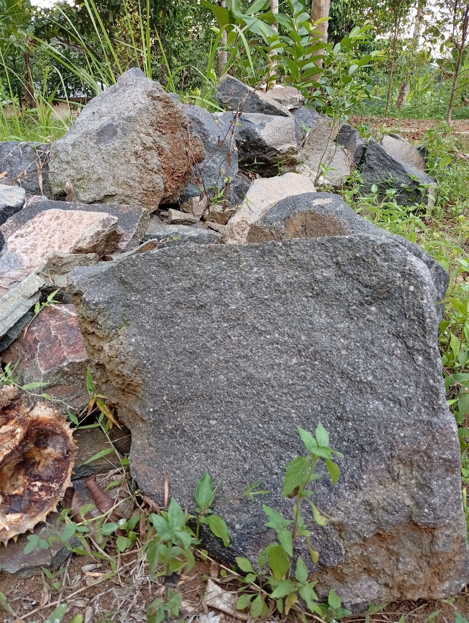 A pile of large, rough-textured, grey and brown rocks is situated outdoors, surrounded by green foliage and grass. The rocks vary in size and shape, with some appearing weathered and broken. In the foreground, a large, dark grey rock with a textured surface dominates the scene. To the left of this rock, a dried, spiky, brown organic object rests on the ground, partially obscured by grass. The background shows a dense growth of trees and vegetation. The scene appears to be in a natural or semi-natural outdoor setting, possibly a yard or undeveloped land. There are no people or animals visible in the image.