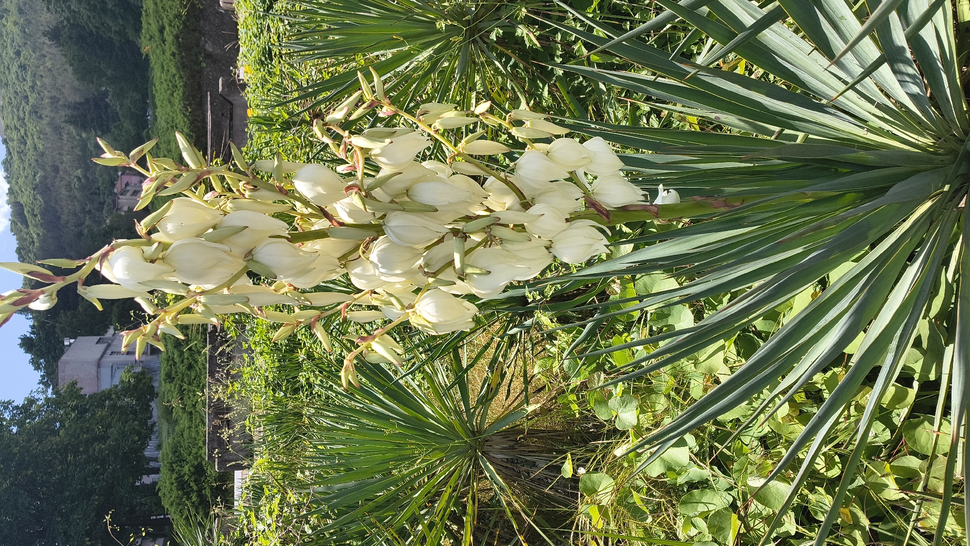 A tall, white flower stalk blooms with numerous bell-shaped flowers. It stands in the foreground, surrounded by spiky, green yucca leaves. In the background, there are green trees, a building, and a hillside covered in foliage. The scene appears to be in a park or garden setting, possibly within the city of Shumen, Bulgaria, given the presence of a building and natural landscape consistent with the region. There are no people or animals visible in the image. The lighting suggests it is daytime, with sunlight illuminating the scene.