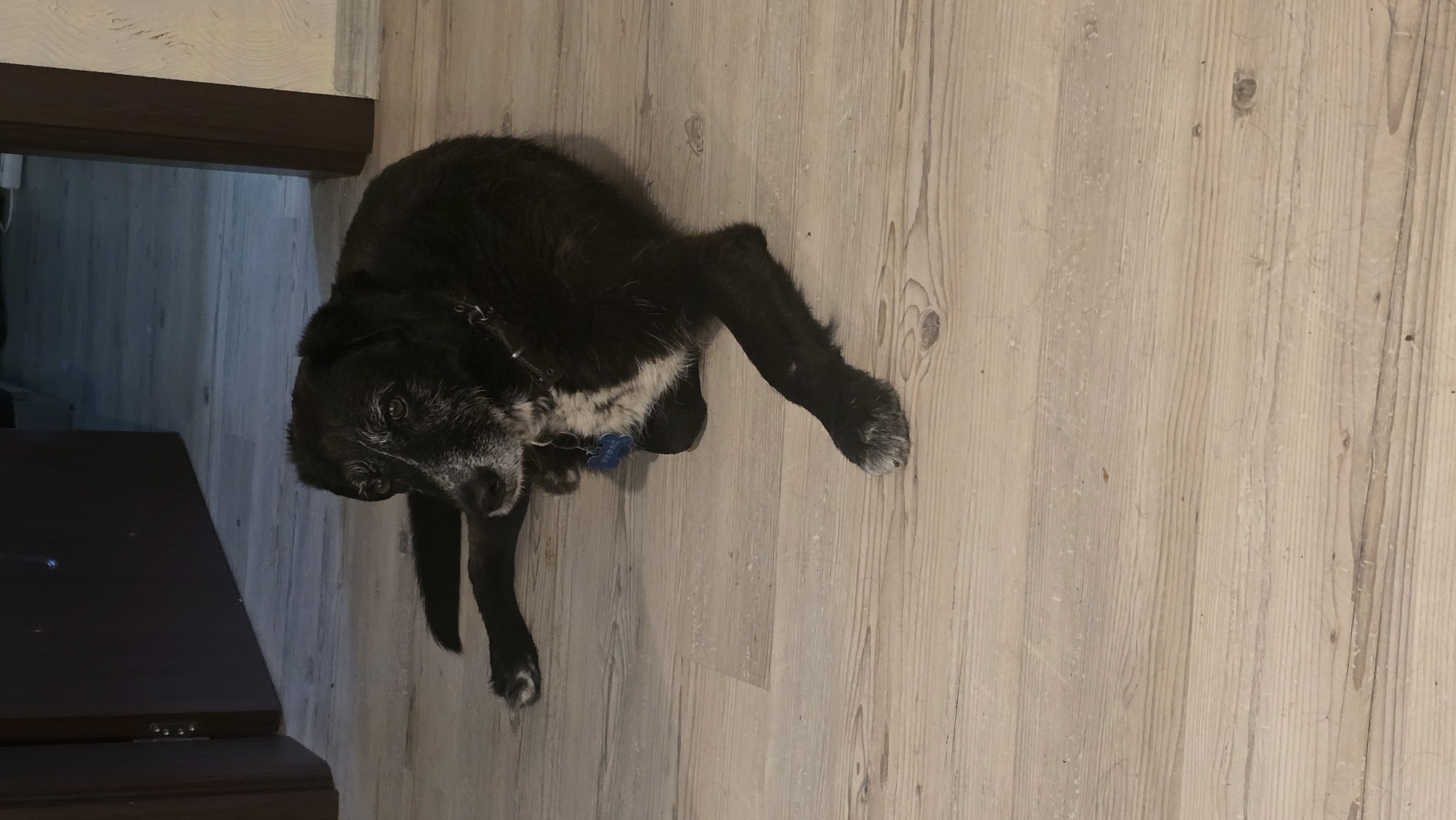 An aged black dog with a graying muzzle and white fur on its paws is the central subject of this indoor photograph, set in Rudnik, Bulgaria. The dog is captured as if lying on its side, but is actually positioned on a light-colored wooden floor, looking upwards directly towards the camera with an attentive gaze. It wears a blue collar with a bone-shaped tag, clearly displaying the name "ROCKY" in white letters.
The flooring consists of light-toned wooden planks featuring visible grain patterns and occasional knots, suggesting a natural wood or laminate material. To the left of the dog, a dark brown wooden structure, possibly a piece of furniture, a door frame, or a baseboard, is present. Beyond this structure, the background recedes into a dimly lit area, which could be a doorway or an adjoining room. The overall lighting in the scene is subdued, contributing to a calm and domestic atmosphere. No specific activity beyond the dog's observant posture is depicted. There are no people visible, and the time of day and weather are not discernible from the indoor setting.