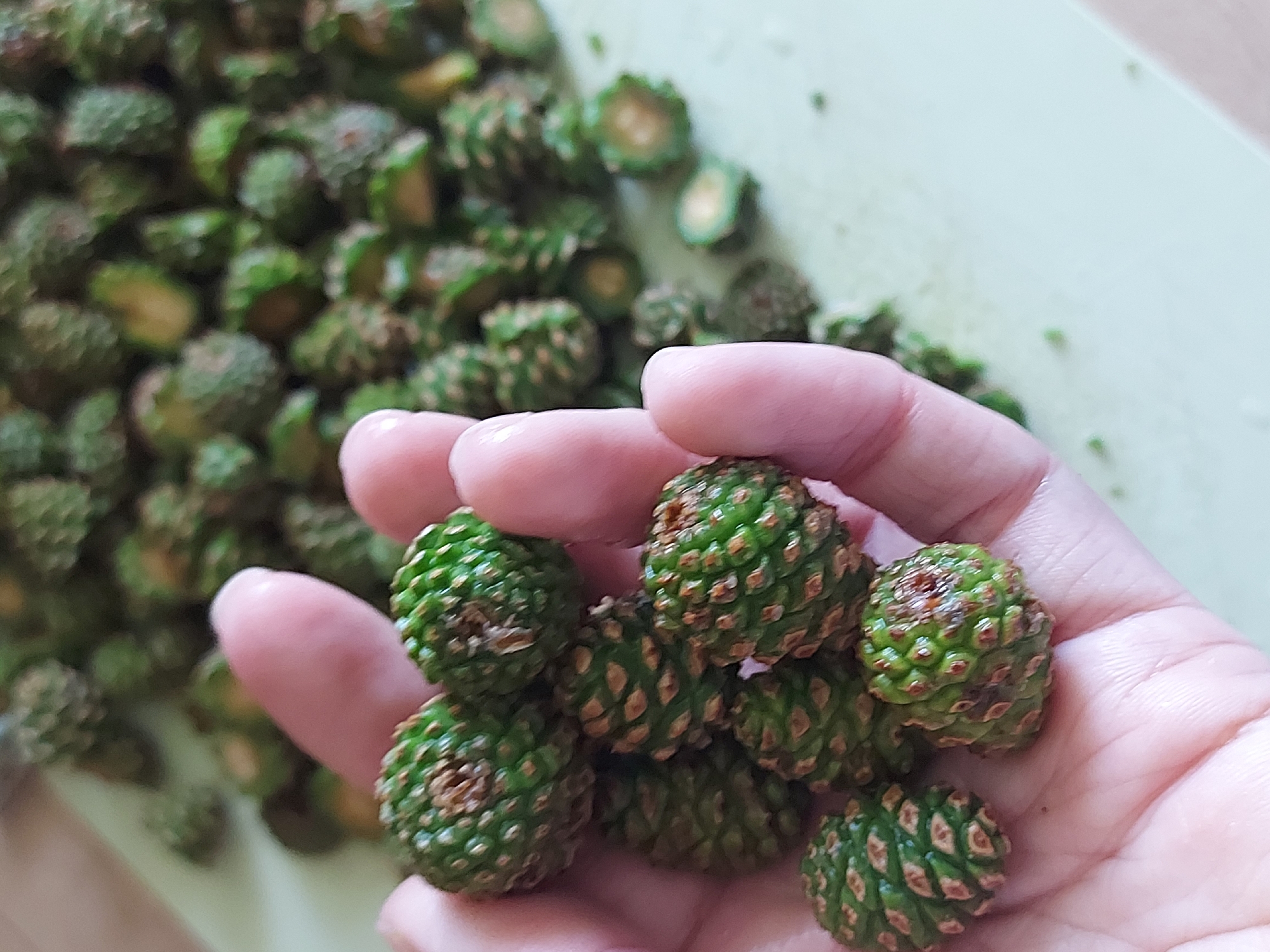 A hand holds a handful of small, green, immature pine cones. A larger pile of similar pine cones sits out of focus in the background on a light green surface. The scene appears to be indoors. Location: Chaikovsky, Russia.