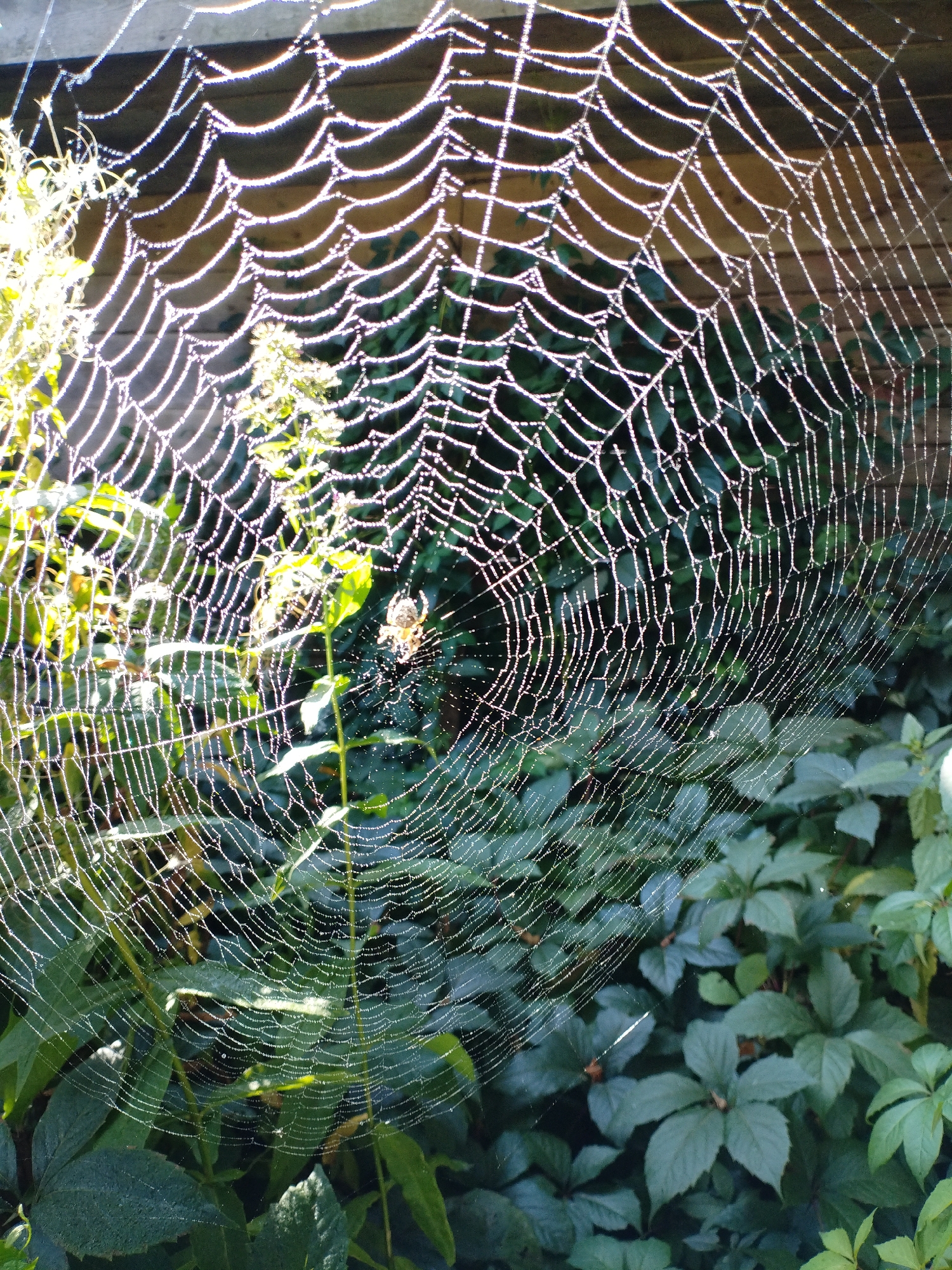 A spiderweb, glistening with dew drops, is draped across lush green foliage. The sun illuminates the delicate strands, creating a shimmering effect. In the center of the web, a small spider is visible, its tiny legs spread as it rests. The background consists of dark green leaves and a wooden fence, suggesting an outdoor setting in a garden or natural area. The image captures a moment of natural beauty, highlighting the intricate architecture of the spiderweb and the subtle details of the surrounding environment. The location of this scene in Bialynichy, Belarus, indicates a temperate climate where such dew-covered spiderwebs are common in the morning.