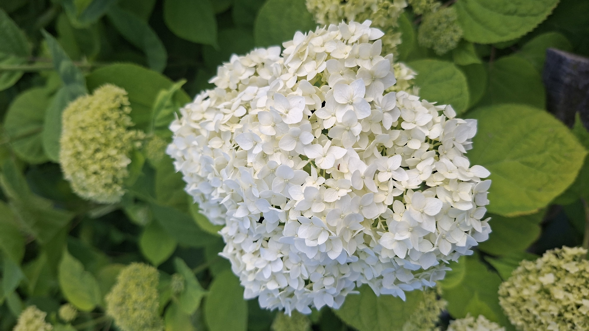 A close-up shot focuses on a large, spherical cluster of white hydrangea flowers. The flowers are small and delicate, with four petals each, and are tightly packed together to form a full bloom. The surrounding foliage consists of large, green hydrangea leaves, some of which are slightly blurred due to the shallow depth of field. In the background, to the left and bottom right of the main bloom, are two smaller clusters of hydrangeas that appear to be in an earlier stage of development, showing a pale green color. To the far right, a weathered wooden post or fence is partially visible, adding a rustic element to the natural scene. The lighting suggests it is daytime, possibly late morning or early afternoon, with soft, diffused light illuminating the flowers without harsh shadows. The overall impression is one of natural beauty and tranquility, showcasing the lushness of a garden setting. The location context provided is Забалоцкі сельскі Савет, Belarus. No text is visible in the image.