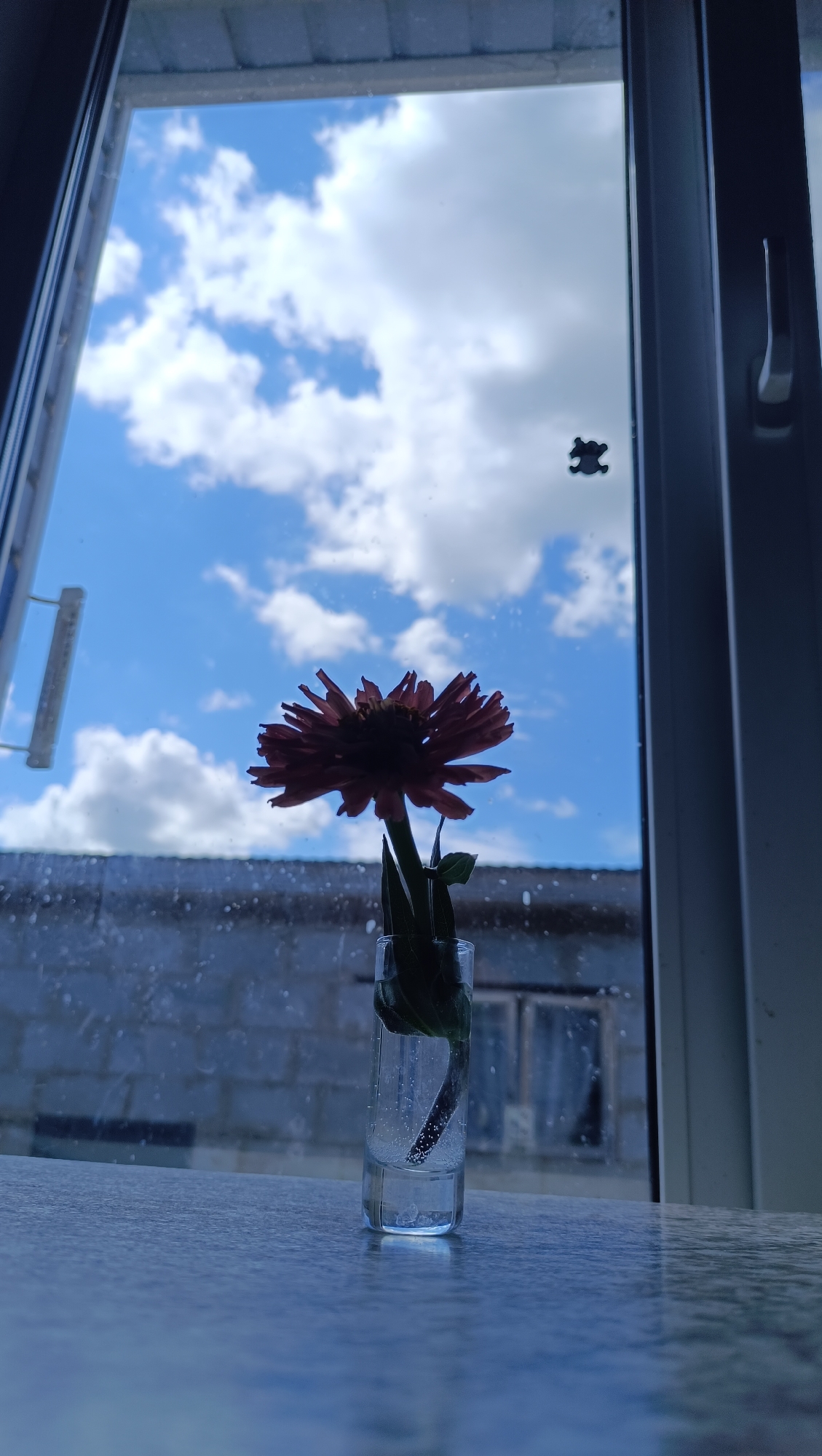 An indoor close-up shot captures a single, dark red zinnia flower in a clear glass vial filled with water. The vial rests on a reflective, blue-toned surface. Through the window behind the flower, a bright blue sky with fluffy white clouds is visible. In the distance, a building with rough-textured walls and a window can be seen. A small, dark, object resembling a stylized spider or bug is stuck to the glass of the window. The scene is framed by the dark edges of the window frame. The location is implied to be within a building in the city of Karsha, Russia.