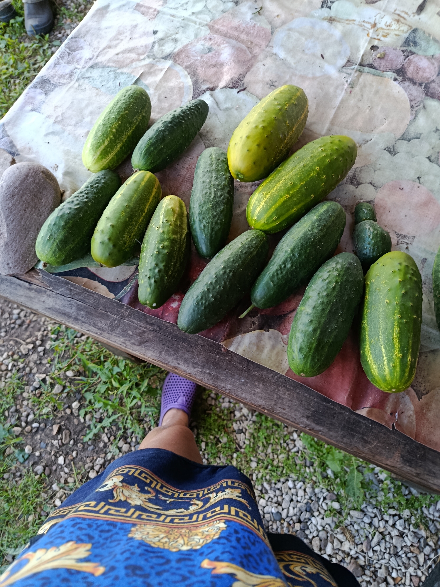 A high-angle shot shows a collection of fresh cucumbers laid out on a patterned cloth atop a wooden table. The cucumbers are of various sizes and shades of green, with some exhibiting yellowing streaks. To the left, a grey, smooth stone rests near the cucumbers. In the lower part of the frame, a person's legs are visible, wearing a blue skirt with a gold pattern and a purple shoe. The ground around the table is covered with gravel and sparse green vegetation. The scene appears to be outdoors, possibly in a rural or garden setting.