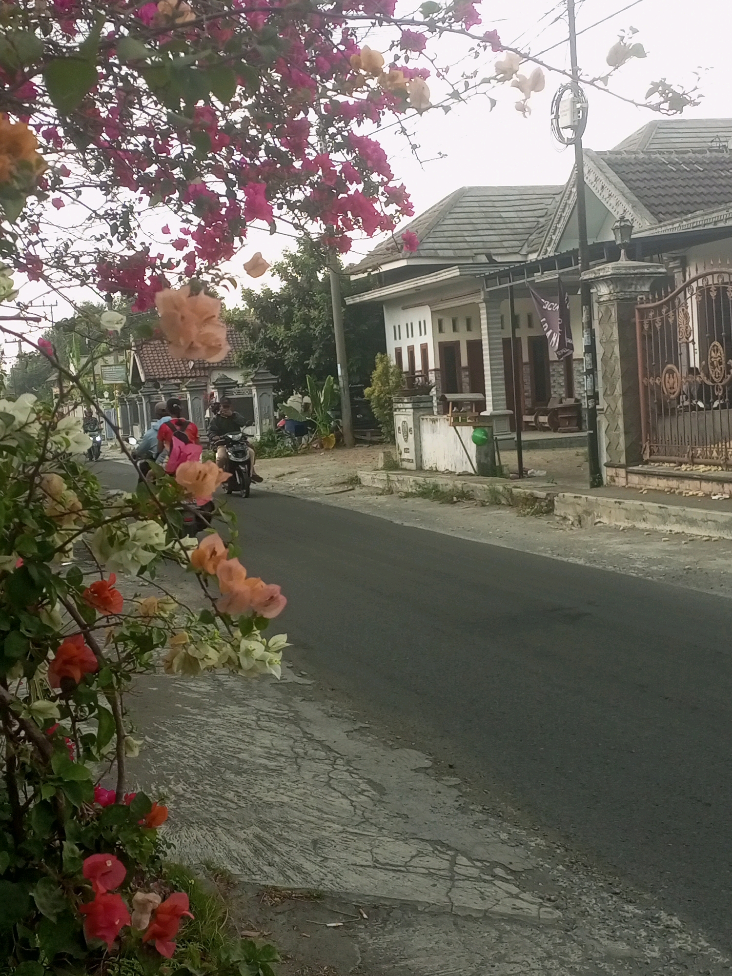 In Ngasem, Indonesia, a street scene unfolds with lush flowering plants in the foreground. The flowering plants feature a vibrant mix of pink, orange, and white blooms, with some green foliage visible. The street itself is paved with asphalt and shows signs of wear, with cracked concrete sections along the side.
Several people are present, predominantly on motorcycles. Two individuals are riding a motorcycle on the right side of the street, one operating the vehicle and the other as a passenger. On the left side of the street, two more motorcycles are moving away from the viewer, each carrying a rider and a passenger.
Residential buildings line the street on the right. These houses have pitched roofs and appear to be made of various materials including tile and stone. A decorative metal gate is visible in front of one of the properties. A utility pole stands near the road, supporting electrical equipment. The sky is overcast, contributing to a muted lighting condition. The overall environment suggests a typical residential street in a tropical or subtropical climate.