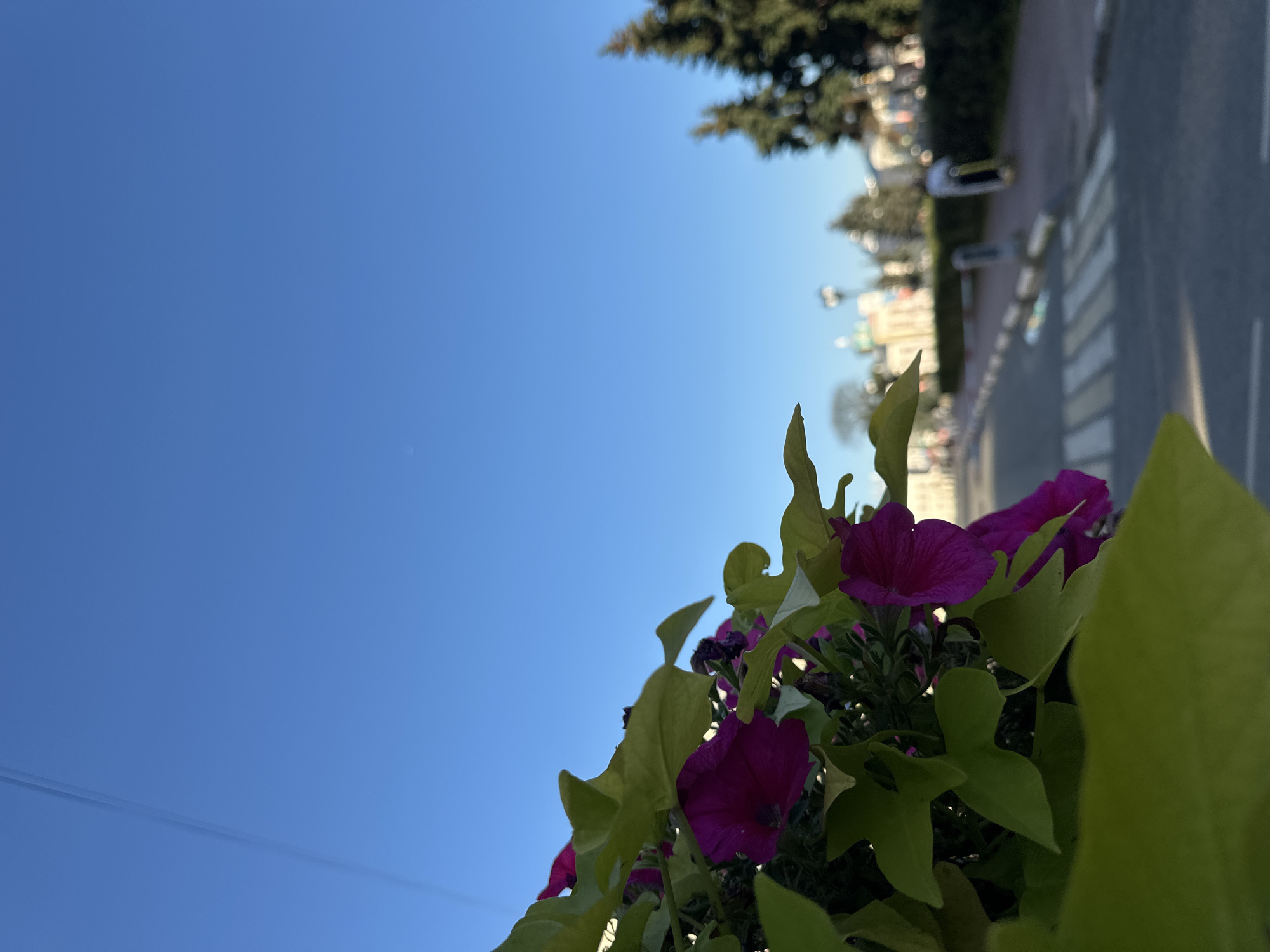 The photograph captures a bright, clear sky over a street scene in Yazvitsevo, Russia. In the foreground, vibrant purple petunias and bright green leaves are in sharp focus, creating a floral border on the left side of the frame. Beyond the flowers, the image opens up to a street with a pedestrian crossing, lined with trees and buildings in the background. The sky is a brilliant blue, with a faint contrail visible near the top left. The street appears to be an urban environment with some distant figures, one of whom is on a scooter. The overall impression is one of a sunny day in a well-maintained urban area.