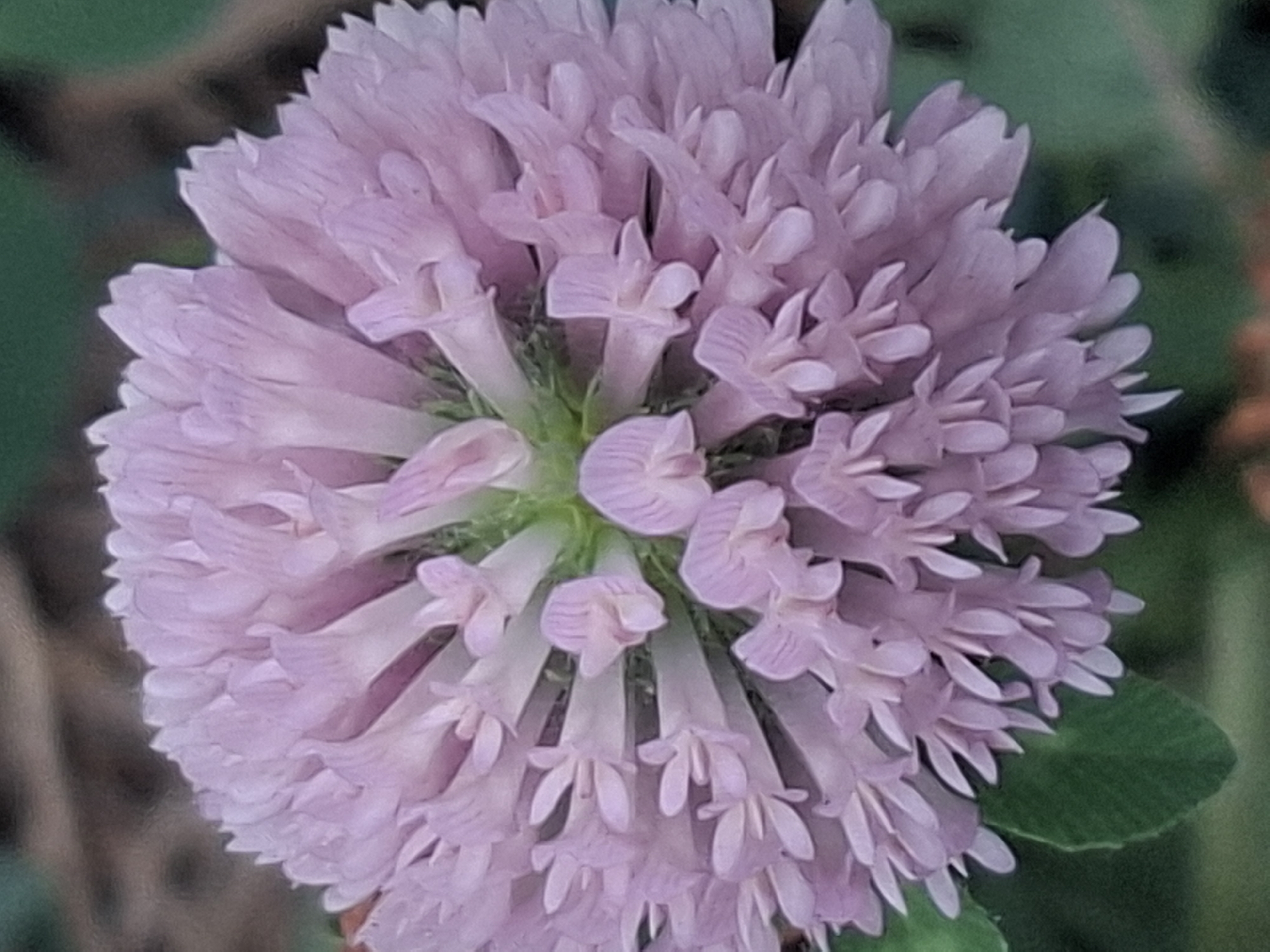 A close-up, high-angle photograph captures a light purple flower head. The flower's numerous small florets are arranged in a spherical cluster, with individual florets exhibiting delicate, petal-like structures. The center of the flower appears to be a lighter green. The background is softly blurred, showing muted green foliage and some brown elements, suggesting an outdoor natural setting. There are no people or discernible objects from the city of Almaty, Kazakhstan, present in this image.