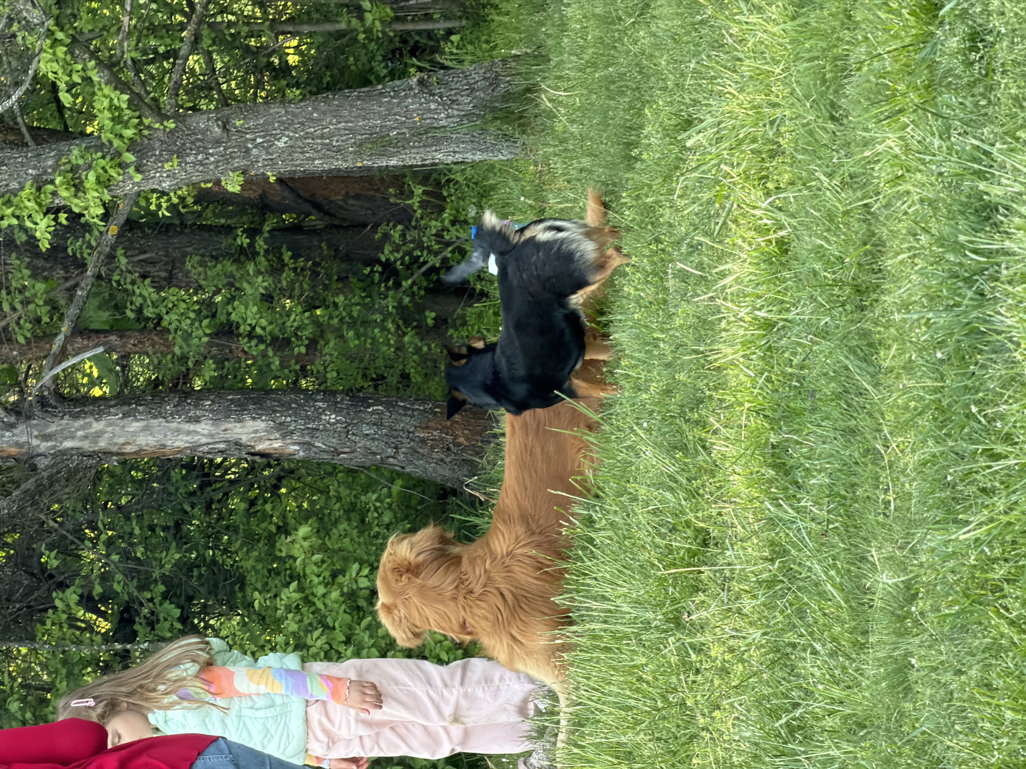 This image, captured in Sofia, Bulgaria, depicts an outdoor scene featuring children and dogs in a vibrant green environment, likely a park or a spacious yard, under bright daytime lighting.
On the far left, two individuals are partially visible. One child, with long blonde hair and a pink barrette, is seen from the back, wearing a light blue quilted jacket over a rainbow-striped long-sleeve shirt and light pink pants. Adjacent to this child, another person's back and shoulder are visible, dressed in a red top and blue jeans.
Central to the frame are two dogs standing in the grass, both facing away from the camera. The prominent dog in the foreground is golden-colored, with shaggy fur, possibly a Golden Retriever. Behind it stands a black and tan dog, possibly a mixed breed, which appears to have a blue and white object, perhaps a toy or a harness, on its back. Both dogs seem attentive, looking into the distance.
The background is characterized by tall, mature trees with rugged, grey bark and dense, fresh green leaves, suggesting springtime or early summer. Lush green grass covers the ground, with smaller bushes and undergrowth visible around the base of the trees. The bright lighting indicates a sunny day.
The scene conveys a sense of peaceful outdoor activity, with the children and dogs enjoying time in nature. There is no visible text.
