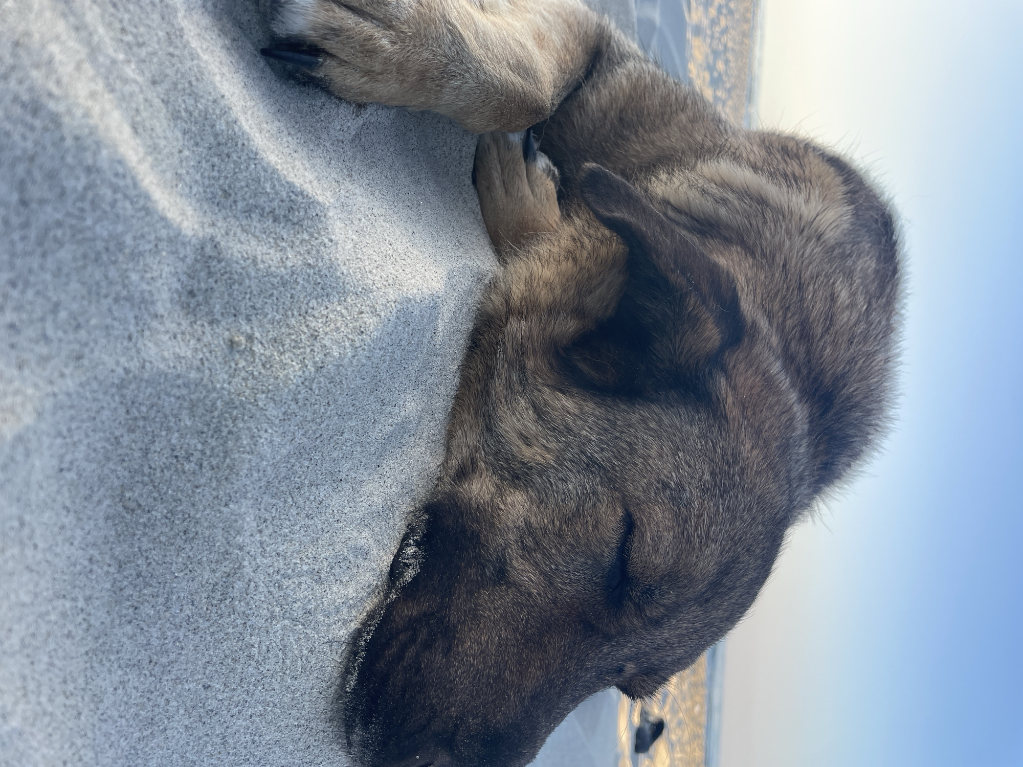 An adult German Shepherd dog is sleeping on a sandy beach. The dog is lying on its side, with its head resting on the sand. Its eyes are closed and its mouth is slightly open. The dog's fur is brown and black, and it is a medium-sized dog. The beach is wide and sandy, with a few small waves in the background. The sky is clear and blue, and the sun is setting. The scene appears to be peaceful and relaxing.