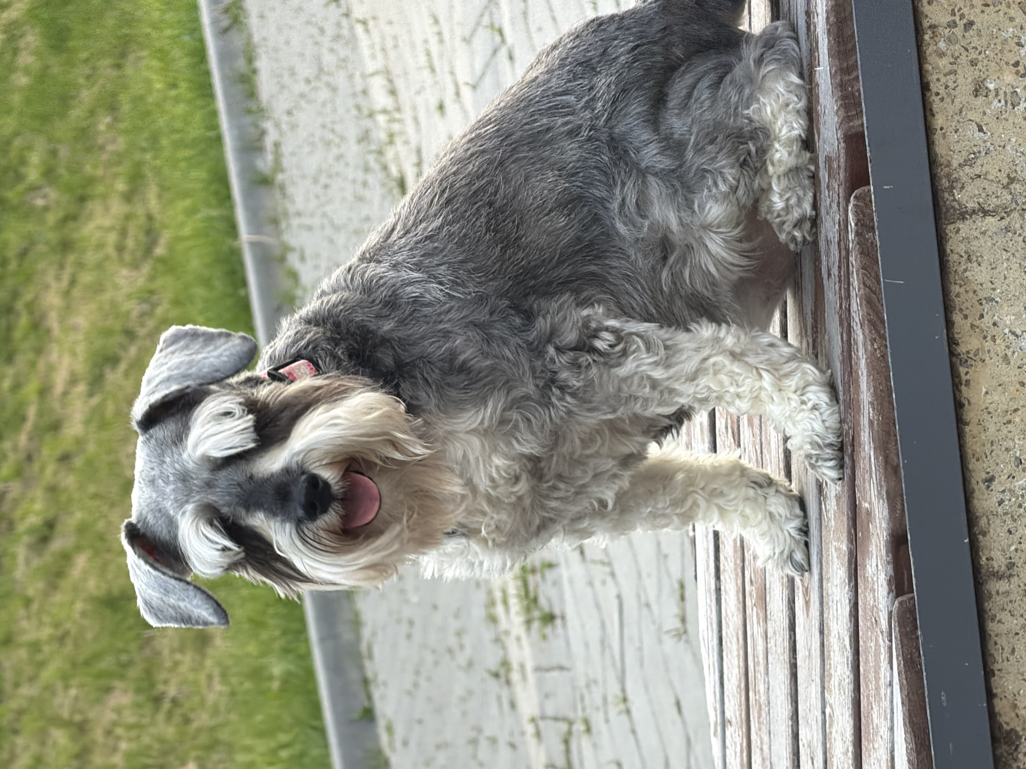 The image, presented with a ninety-degree clockwise rotation, captures a cheerful Schnauzer-type dog standing on a wooden bench outdoors. The dog has distinct salt-and-pepper fur, with lighter, scruffy fur on its legs, chest, and face, including its prominent beard and eyebrows. Its tongue is slightly out, indicating a happy or relaxed demeanor, and its ears are flopped.
The dog is positioned with its front paws on the weathered wooden slats of the bench, which has a dark metal support structure on the right side. In the background, a paved path or sidewalk runs parallel to the bench, adjacent to a strip of green grass. The outdoor setting suggests a park or an urban green space. The lighting indicates it is daytime, with clear visibility. A small, pink tag is visible on the dog's collar, though no text is legible. The scene depicts a lively moment with the dog, possibly in Chaikovsky, Russia.