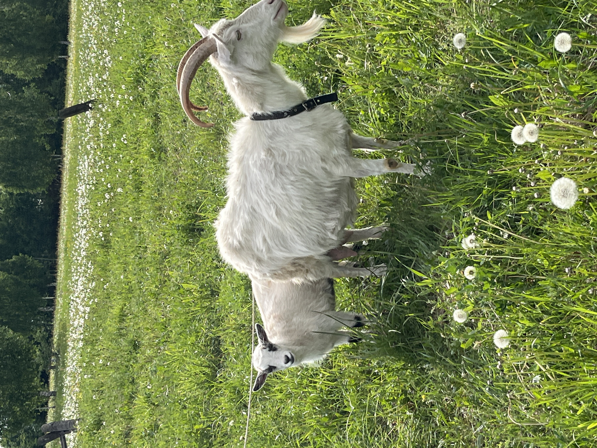 A white goat with long, curved horns and a black collar stands in a grassy field with many dandelions and small white flowers. Another goat, smaller with black and white markings, stands partially hidden beneath it. The scene is set outdoors in a location resembling a rural field; Ludorvay, Russia is not visually confirmed.