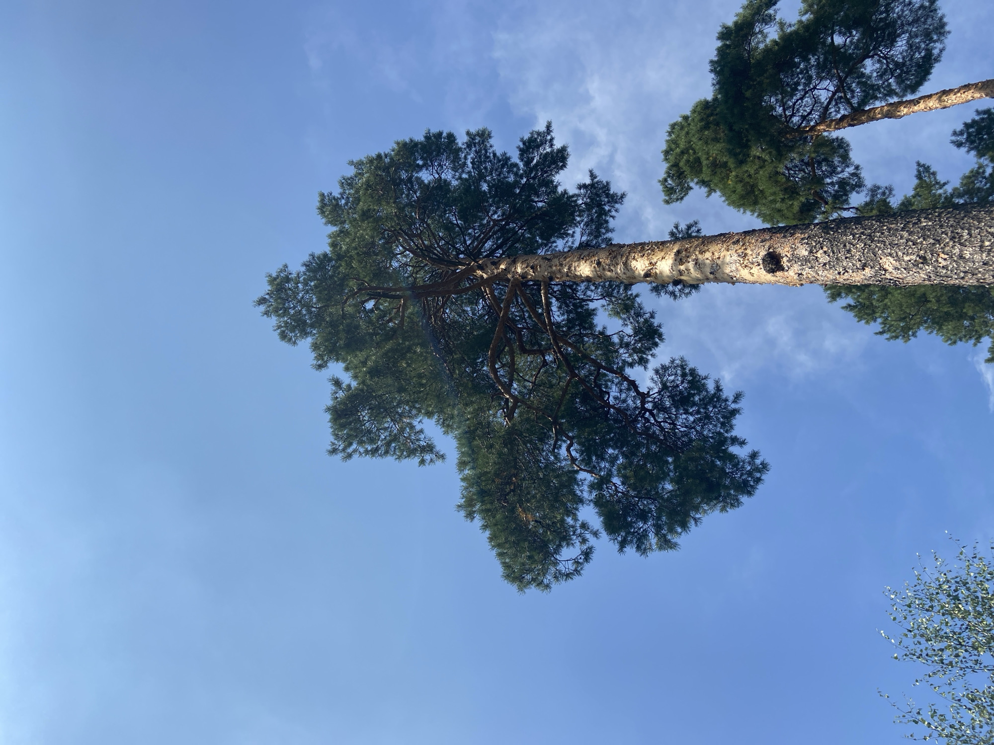 The image captures a low-angle view of tall pine trees against a clear blue sky with wispy clouds. The main focus is a large pine tree with a textured, light-brown trunk, its branches spreading outwards and covered in dark green needles. To the right, another pine tree is partially visible. In the lower left corner, the leaves of a deciduous tree are also seen. The scene appears to be an outdoor natural setting, likely a park or forest, with no people or man-made structures prominently featured. The light suggests it is daytime, possibly late morning or early afternoon. The image quality is sharp and well-lit, with a slight grain visible.