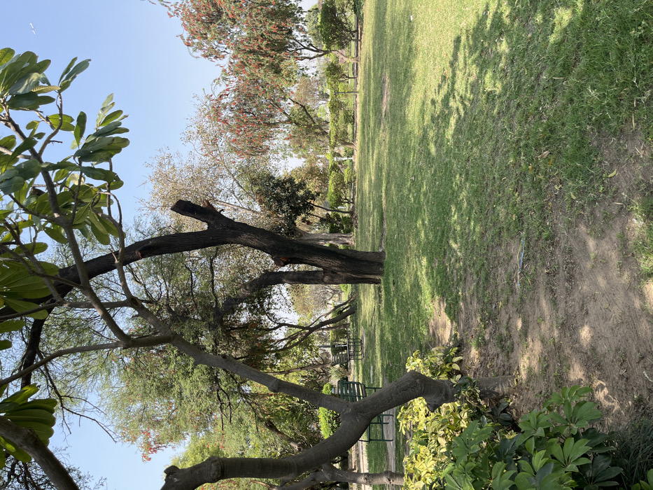 The image shows a park in Sahibzada Ajit Singh Nagar, India. The scene is a grassy field with trees surrounding it. The field is predominantly green and has fallen leaves scattered across it. The foreground is dominated by a thick, branchy tree with large leaves on the right and several leafy shrubs on the left. Two empty green park benches sit in the middle distance. The sky is bright blue and cloudless.