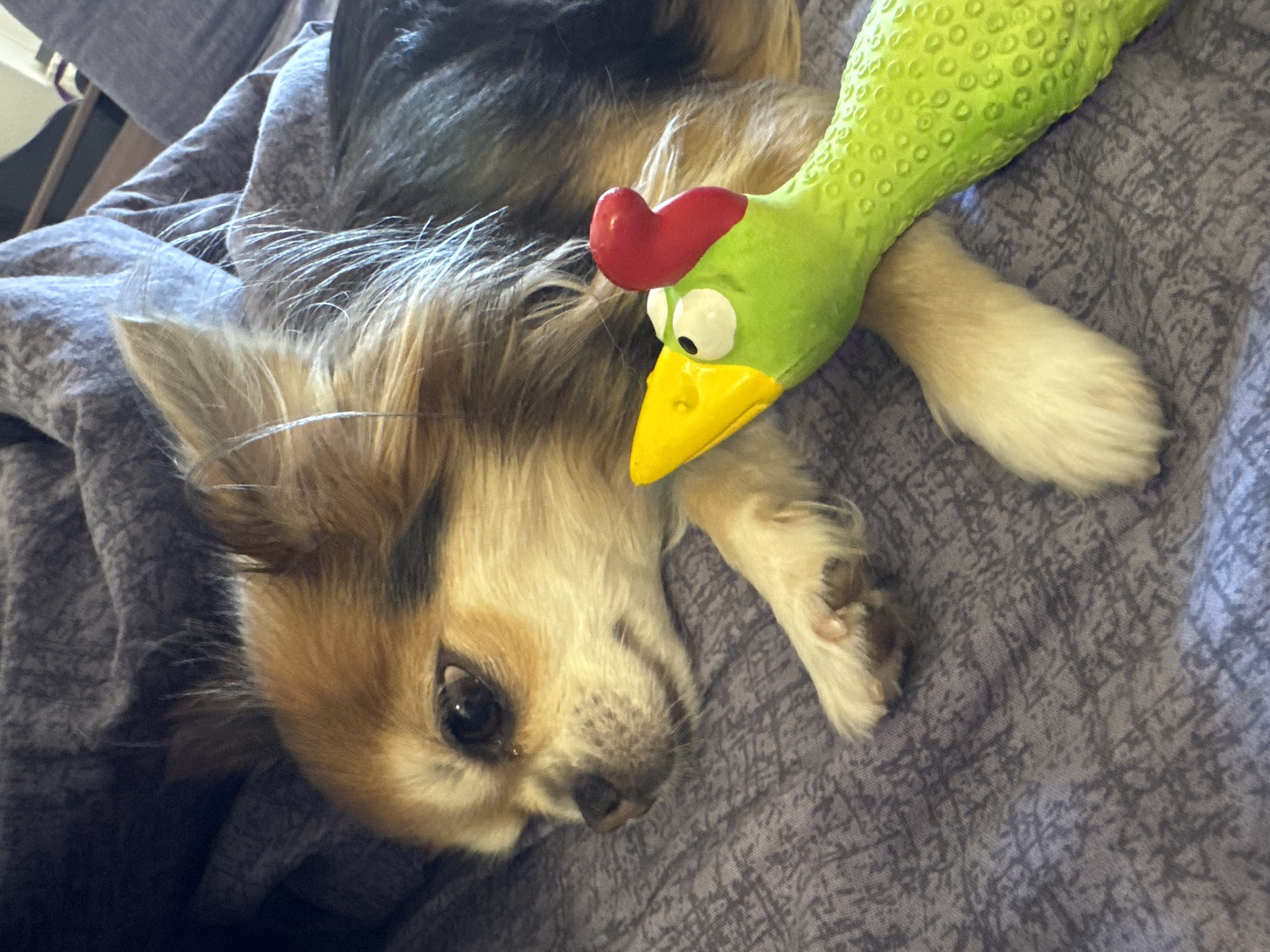 A long-haired Chihuahua dog with tan, brown, and black fur lies on a textured, greyish-purple blanket. Its head is turned slightly to the left, with dark eyes looking forward. A green rubber chicken toy, featuring a yellow beak and a red comb, rests in front of the dog, partially clutched by its front paws. The dog's other paw is also visible on the blanket. The background is an undifferentiated blurry expanse of similar fabric. No visual information in the image indicates the location to be the city of Saint Petersburg, Russia.