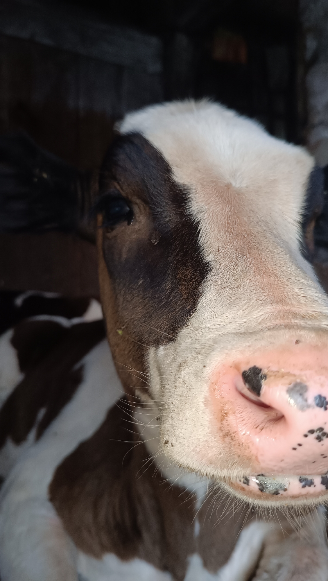 A close-up, eye-level, vertical medium shot focuses on the head of a young calf indoors, with its body partially visible in the foreground. The calf has black and white markings and is facing the camera. Its snout is pink with black spots, and whiskers are visible. The background is a dark, out-of-focus wooden structure. The lighting is dim, with the calf's face illuminated. The image is clear and sharp.