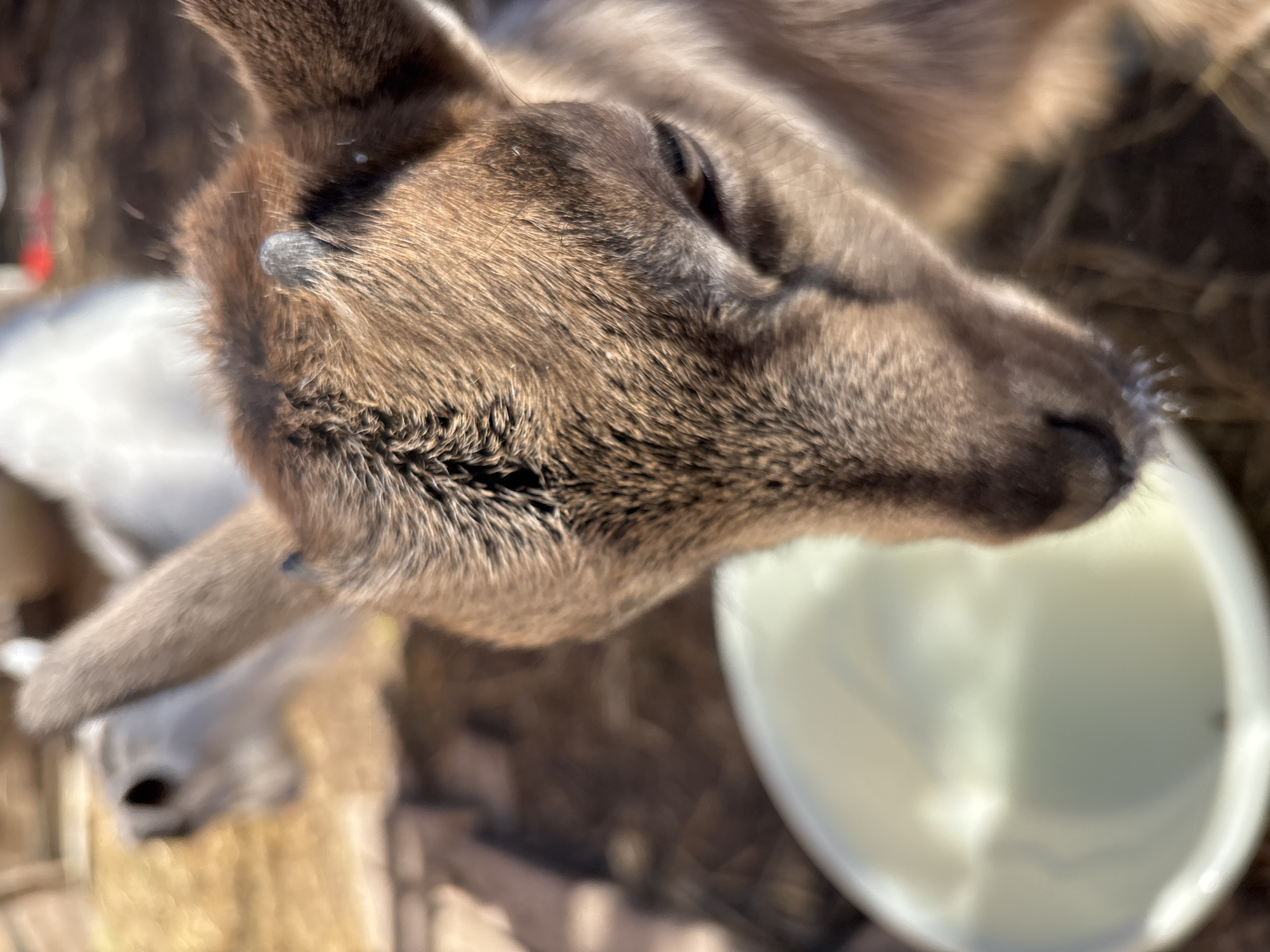 The image shows a close-up, high-angle view of a brown goat's head. The goat has brown fur and dark eyes. To the right of the goat's head is a white bucket. The background appears to be a grassy area with some wooden structures and another goat partially visible to the left. The location is presumed to be Koshelevichi, Russia.