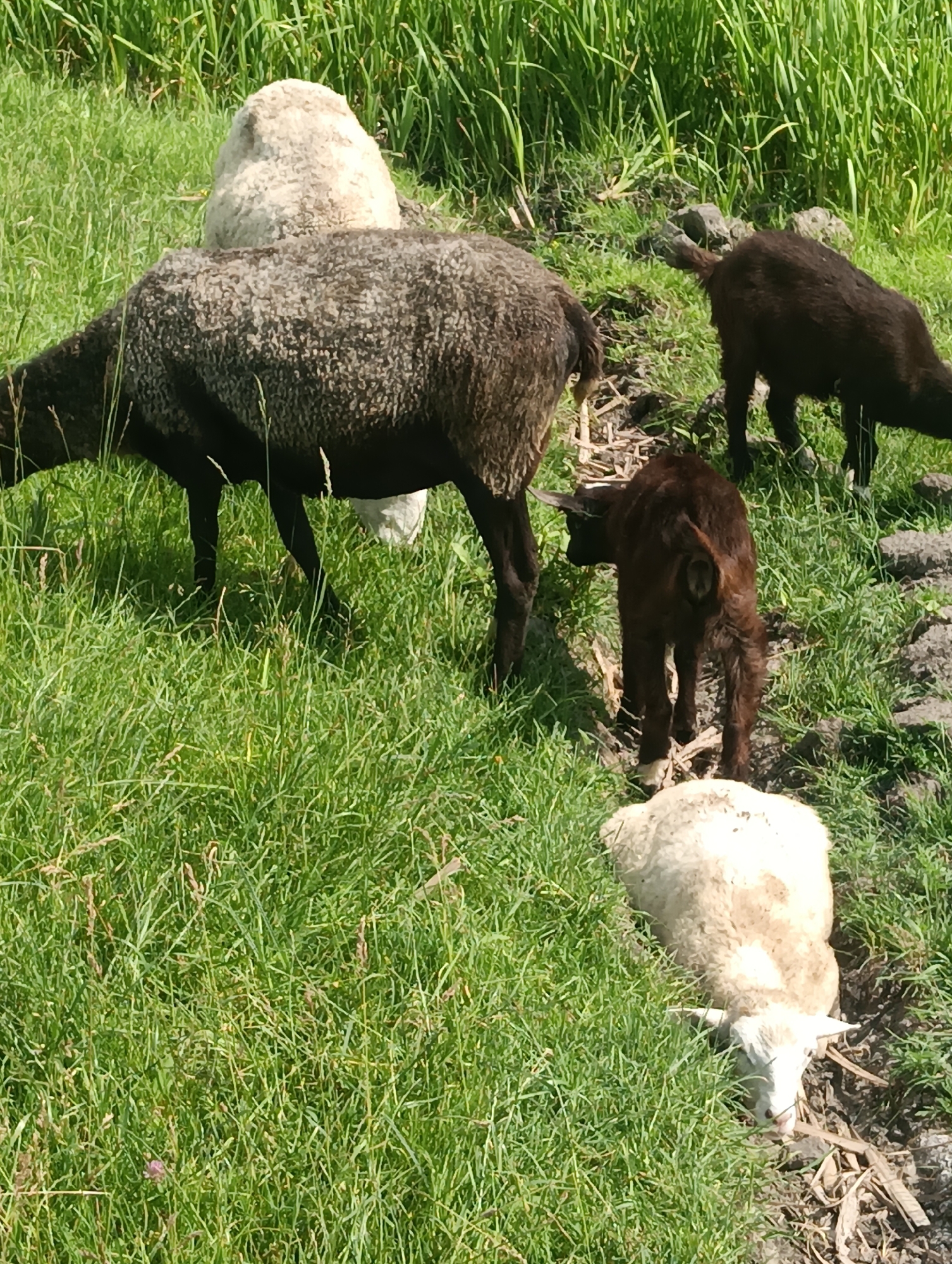 An outdoor, eye-level shot captures a group of sheep grazing in a grassy field under a bright, sunny sky. The main subject is a dark-colored sheep with a light-colored wool cap, facing left and partially obscured by a patch of tall green grass. To the right of this sheep, a smaller, dark-colored sheep, possibly a lamb, is facing away from the camera. In the foreground, a white sheep is lying down in the grass, facing left with its head down. The background consists of more green grass and a dirt path. The overall scene depicts a peaceful, pastoral setting.