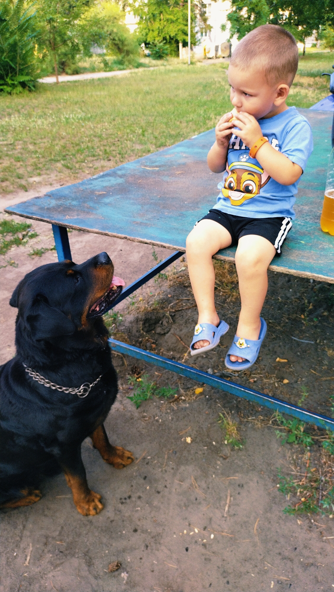 In Horishni Plavni, Ukraine, a young boy in a blue t-shirt with a Paw Patrol character and black shorts is seated on a weathered blue picnic table. He is holding and eating a piece of food. Beside the table, a large black Rottweiler dog with a metal chain collar sits on the ground, looking up at the boy. The ground around the table is a mixture of dirt and sparse grass, with some scattered pine needles and debris. The background shows a grassy area with trees and buildings, suggesting a park or outdoor recreational space. A partially visible bottle of amber liquid is on the table near the boy.