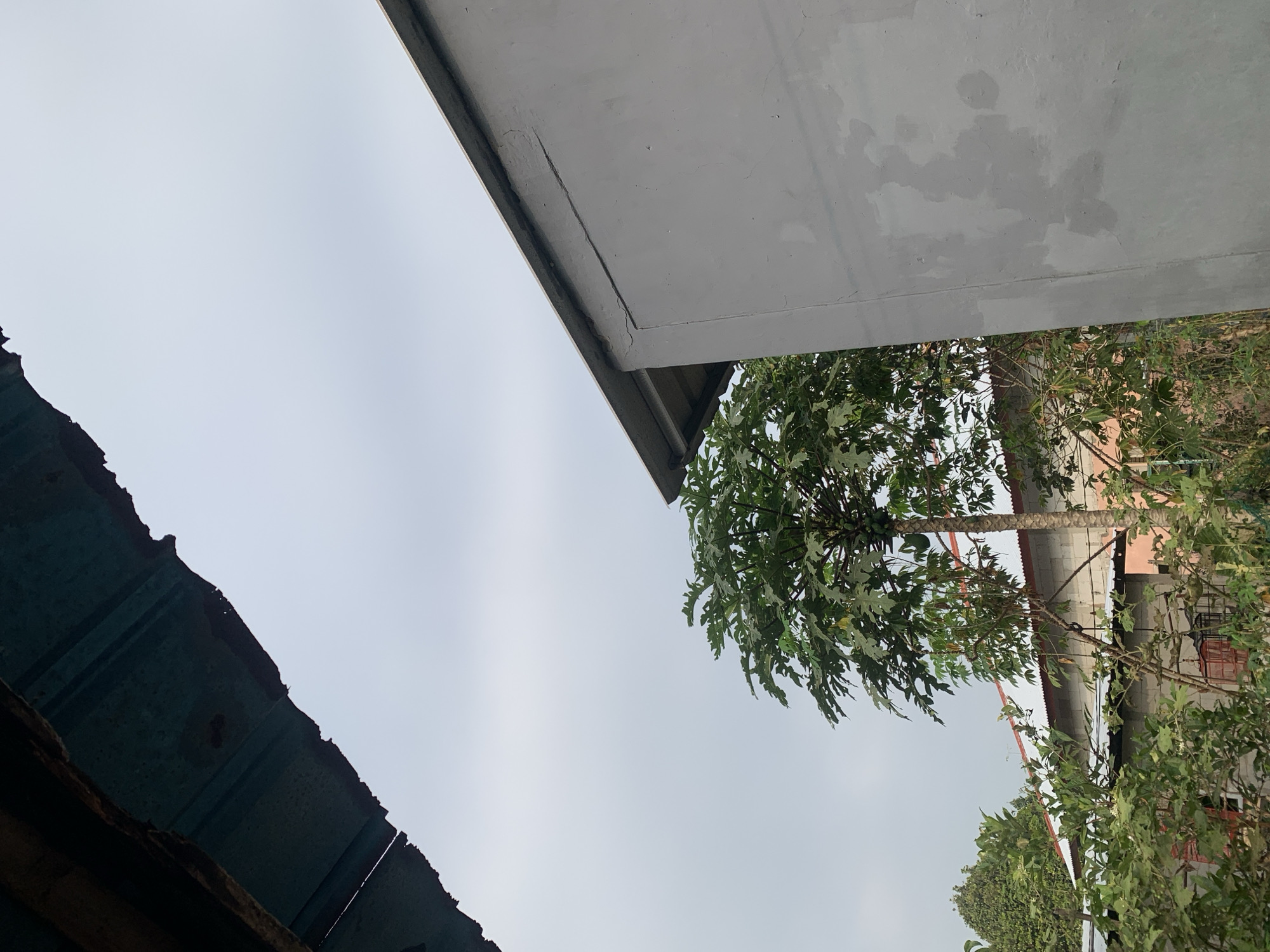 The image captures a scene in Karangtengah, Indonesia, characterized by an overcast sky and partially obscured structures. In the foreground, a portion of a dark, corrugated metal roof juts into the frame from the top left. To the right, a light gray building with a metal roof edge is prominent. Between these structures, a papaya tree with green leaves and visible fruit stands tall, its branches reaching towards the sky. Behind the papaya tree, another building with a red-trimmed metal roof and concrete block walls is visible, interspersed with dense green foliage. The overall impression is one of a residential or semi-rural environment under a cloudy sky, with a focus on architectural elements and vegetation.