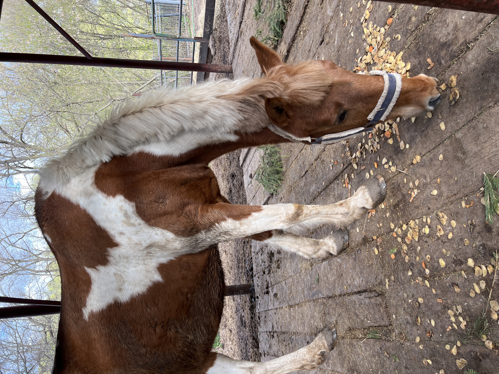 A pinto horse, primarily brown with large white markings and a light-colored mane and tail, is depicted eating from a wooden ground surface. The horse wears a blue and white halter and has its head lowered, focusing on scattered light-colored and orange food scraps (resembling fruit or vegetable peelings) on the planks. Green leafy material, possibly pine needles, is also visible on the ground.
The scene takes place outdoors, likely within an enclosure or stable area, characterized by the wooden flooring and metal bars/fencing in the background. Beyond the fence, trees with sparse, light green foliage suggest a spring season. The lighting indicates it is daytime. The horse appears calm and engaged in feeding. No people or visible text are present in the image. The location is Sanatoriya Yumatovo Imeni 15-Letiya Bassr, Russia.
