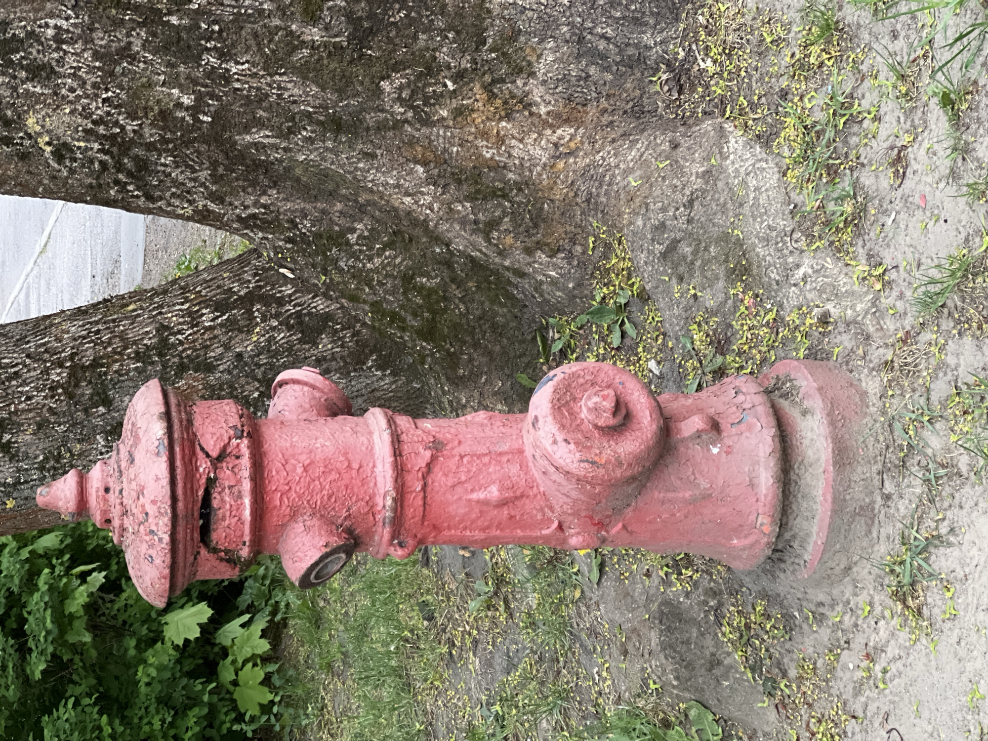 The image shows a red fire hydrant located near a tree trunk and surrounded by vegetation and fallen yellow blossoms on the ground. The location appears to be outdoors, possibly a roadside in the city of Unknown, Unknown. The hydrant shows signs of aging, with peeling paint and a somewhat worn appearance.