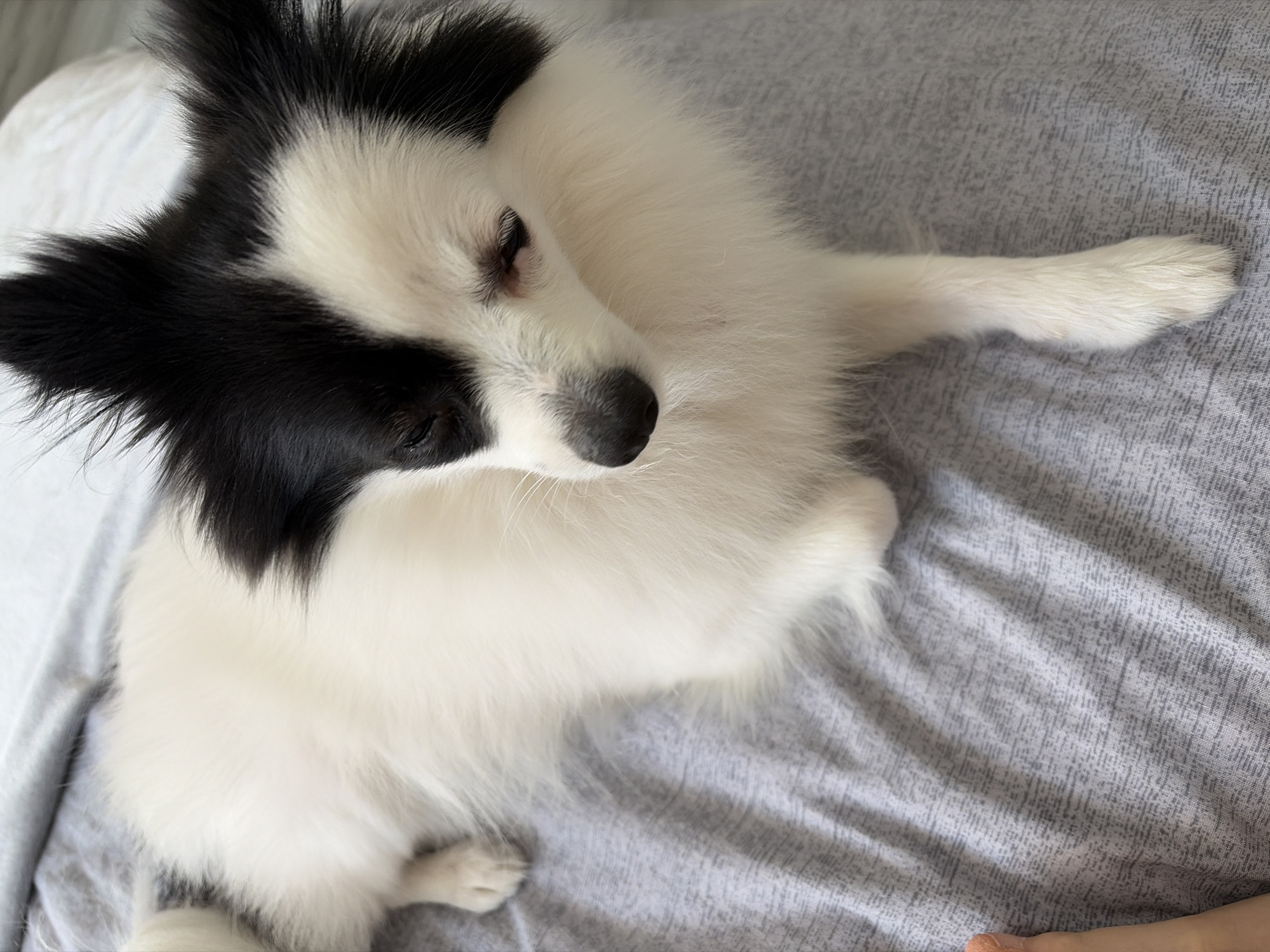 A black and white papillon dog with long, fluffy fur is lying on a gray, textured surface. The dog's head is turned to its right, with its eyes mostly closed. Its ears are prominent and black, standing upright with fluffy white fur around them. The dog's body is mostly white with black markings on its head and back. Its paws are visible, with the front paw resting on the gray surface. The background is a blurry gray fabric that appears to be bedding. The scene is indoors. There is a person's finger with orange nail polish visible in the bottom left corner of the image. There is no discernible location in the city of Stara Zagora, Bulgaria.