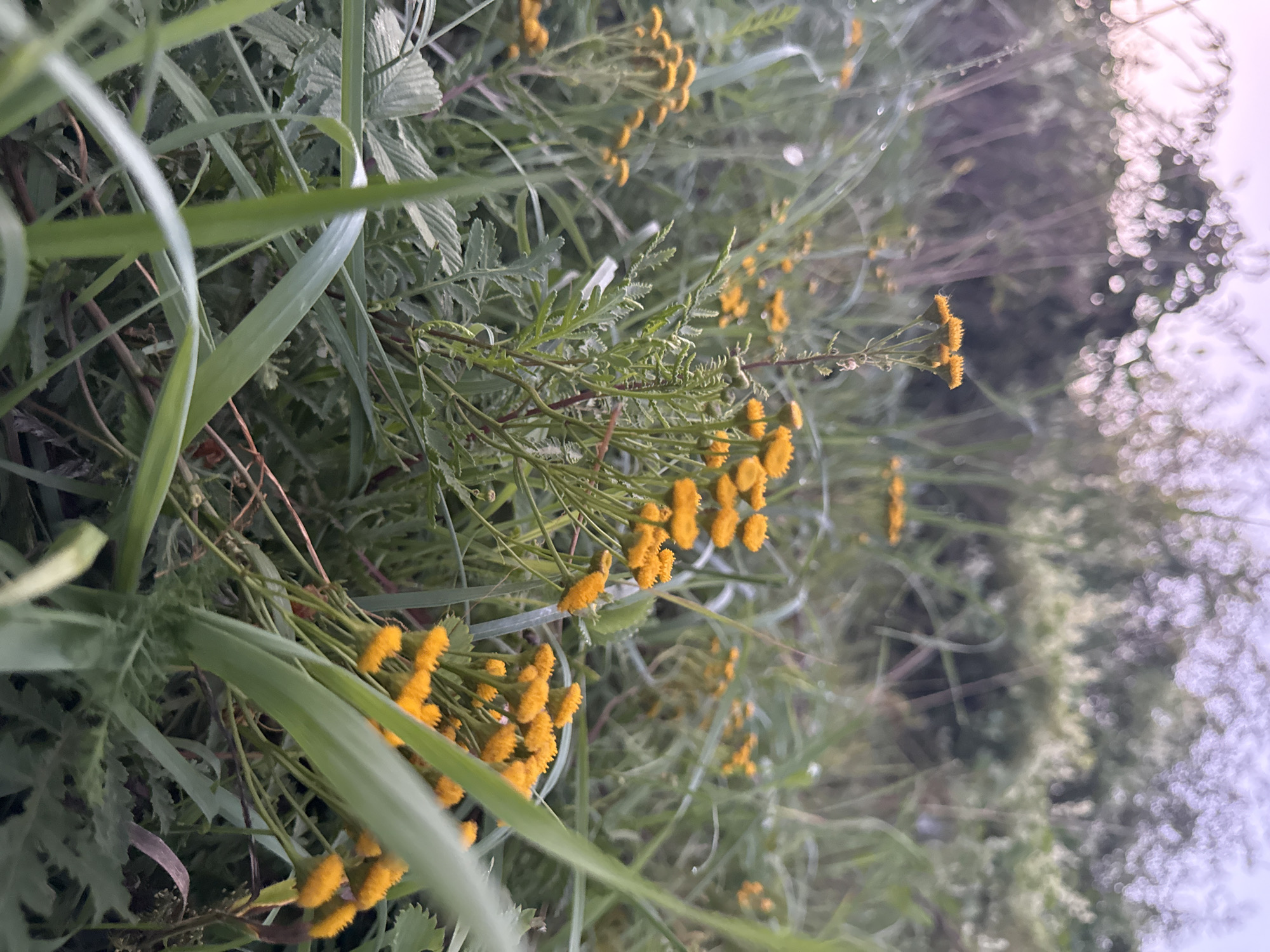 The image depicts a close-up, low-angle view of a field of small yellow flowers, likely tansy, with lush green grass and foliage. The flowers are clustered together, with some in focus and others blurred by the shallow depth of field. The background is softly blurred, suggesting a natural, outdoor setting. The lighting appears to be soft and diffused, possibly from early morning or late evening. There are no people or animals visible in the frame. The scene suggests a peaceful, natural environment, possibly in a rural area or a park within the city of Богословка, Russia, given the context. The overall impression is one of natural beauty and tranquility.