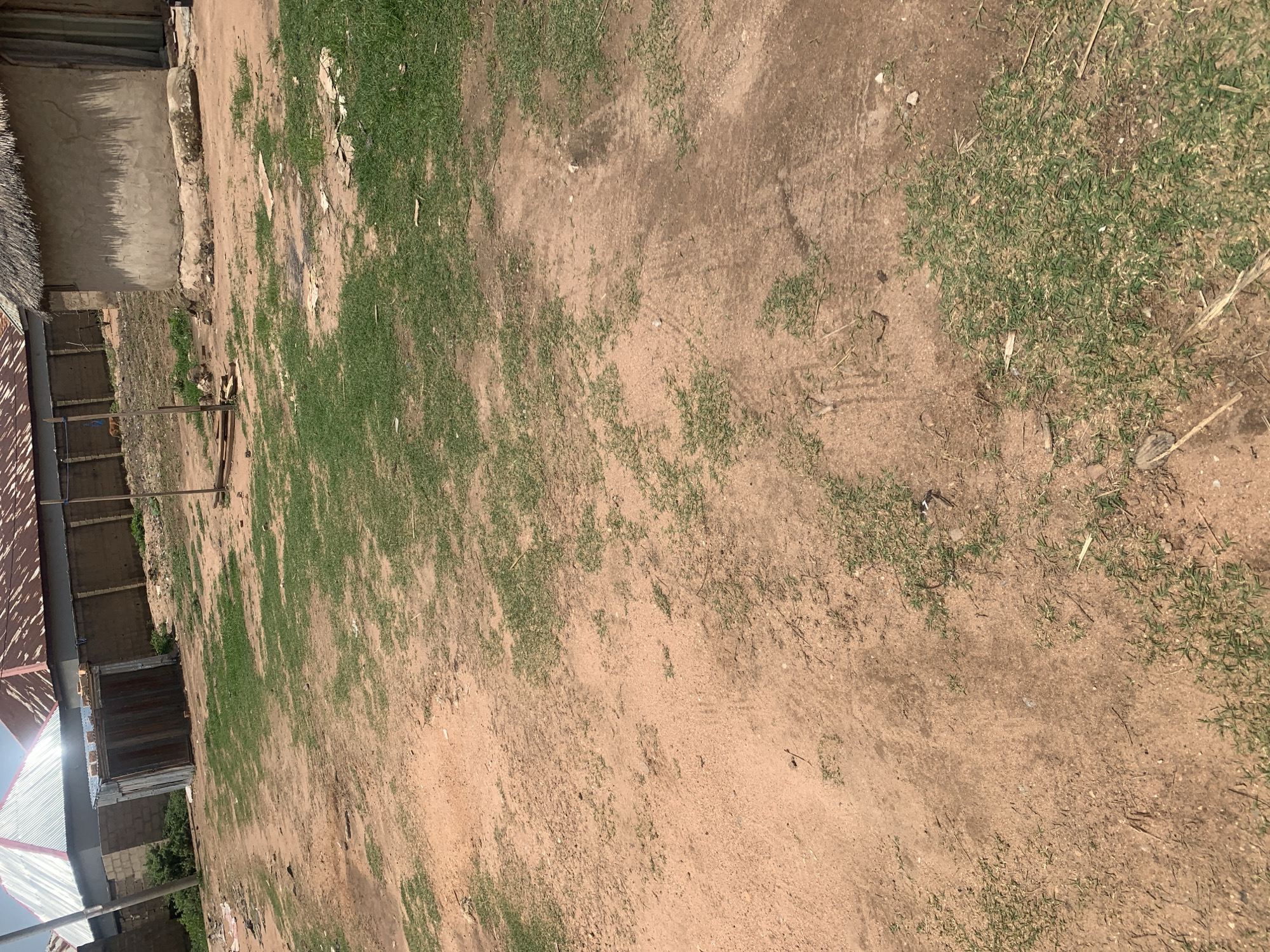 The image depicts an outdoor scene in Jauro Yinu, Nigeria. The ground is composed of dry, reddish-brown soil with patches of sparse green grass. In the background, there are several buildings. To the left, a structure with a corrugated metal roof, possibly a house, is visible, adjacent to a short brick wall and a metal container. Further to the right, a small hut with a thatched roof is present, with a weathered concrete base. Another building with a darker corrugated metal roof is partially visible behind the thatched hut and a fence. A wooden pole with some attached wires is planted in the ground near the center of the image. The environment appears to be unpaved and somewhat undeveloped, consistent with a rural or semi-rural area.