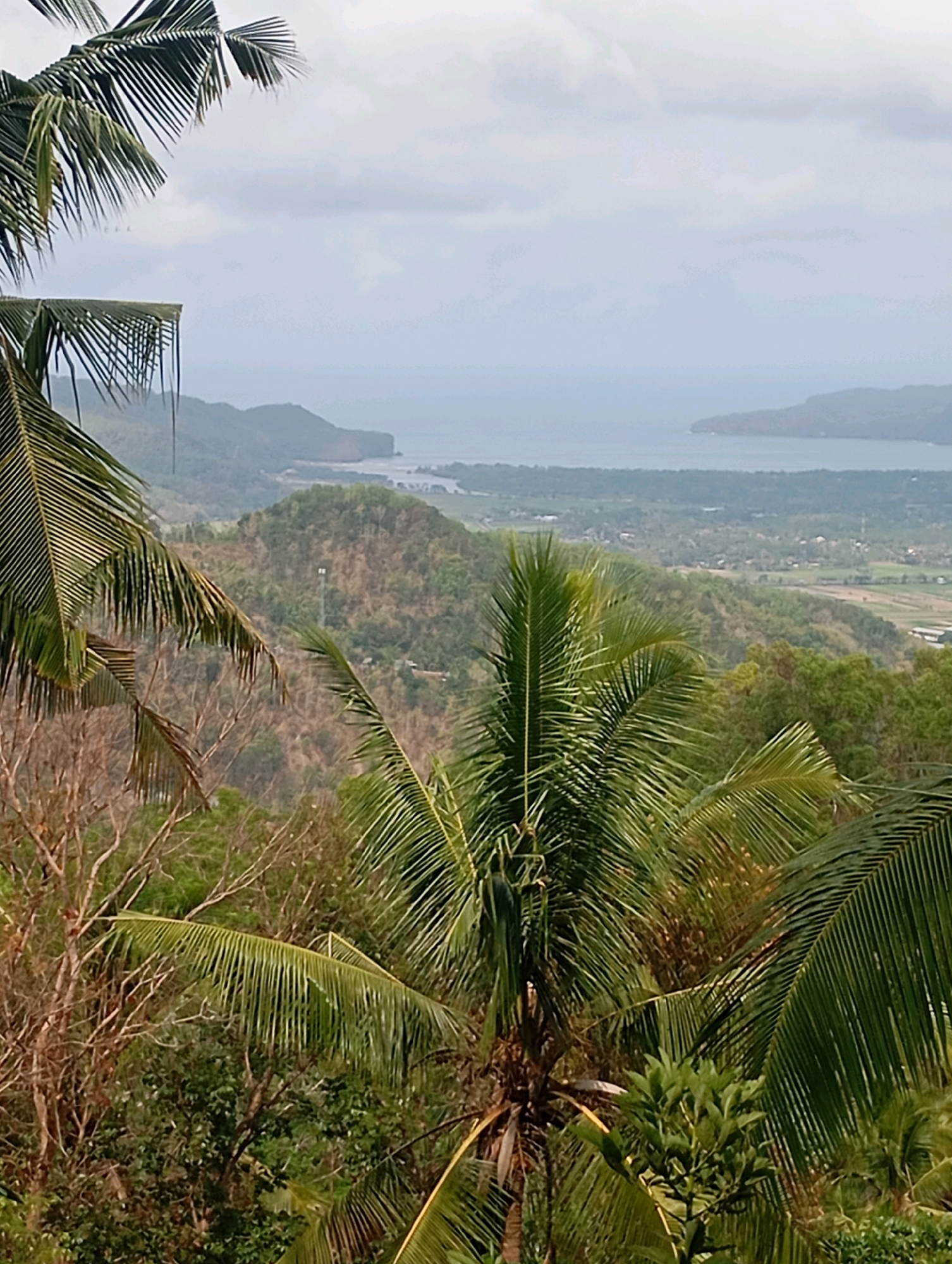 A wide shot captures a hazy, overcast view of a coastal landscape in Ketepung, Indonesia. In the foreground, lush green palm fronds partially obscure the scene. Beyond the immediate foliage, rolling hills covered in dry, brown vegetation and scattered green trees descend towards a valley. The valley floor appears to be a mix of cultivated fields and dense foliage, with a few structures visible. Further in the distance, a body of water, likely the sea, stretches towards the horizon, meeting a hazy, pale sky. The overall atmosphere is muted, with a lack of sharp detail due to the atmospheric conditions. No people or specific actions are depicted.
