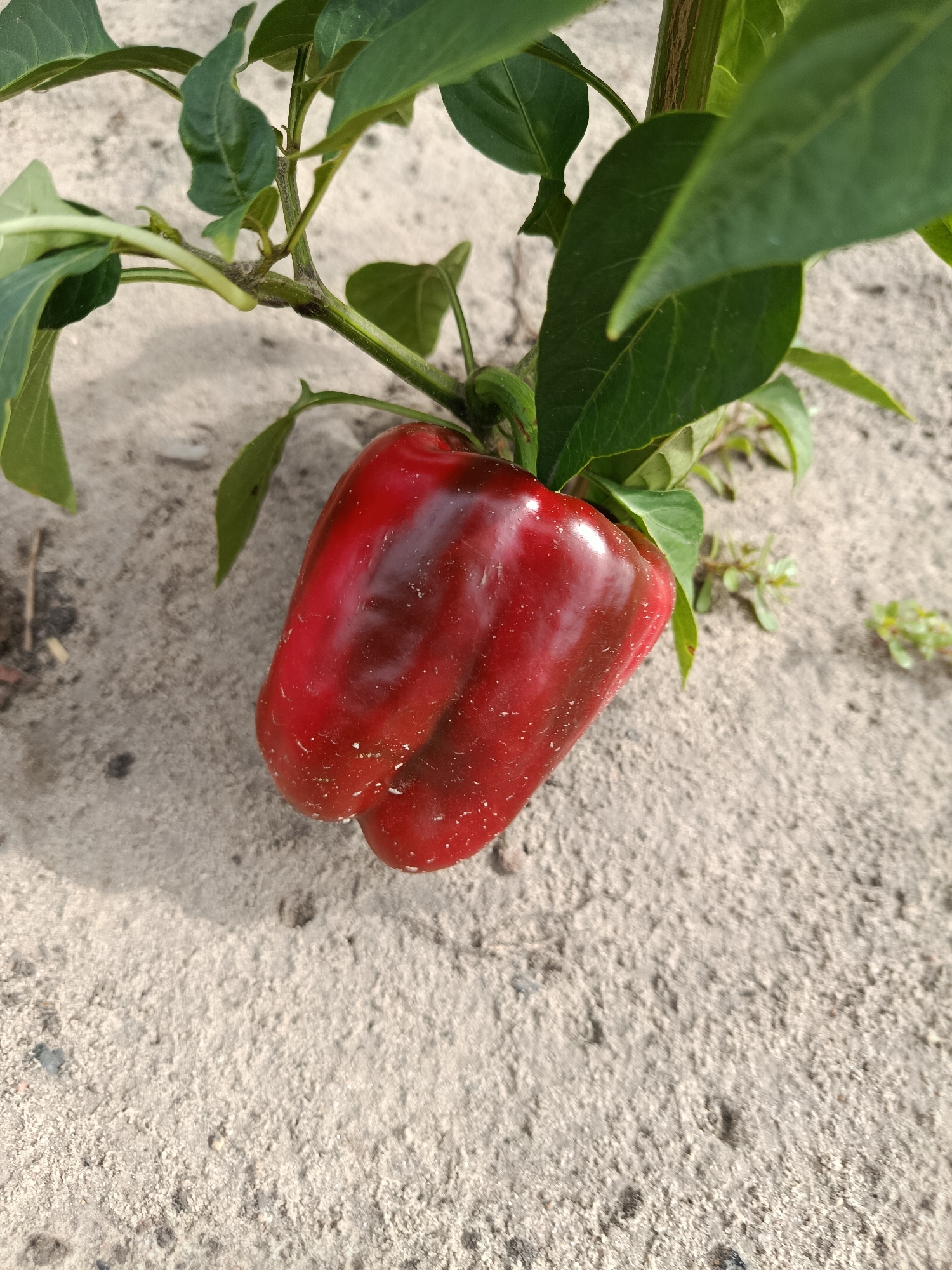 A close-up, eye-level shot focuses on a single, ripe red bell pepper hanging from a green plant. The pepper is the central subject, its glossy surface reflecting light and showing subtle variations in color from bright red to a darker, almost maroon hue. Small white specks, likely dust or pollen, are visible on the pepper's skin. The pepper is attached to a thick, green stem that branches into several green leaves, some of which are in focus, others blurred in the background. The plant appears to be growing in sandy soil, which fills the lower portion of the frame. The soil is a light, neutral tone with small pebbles and occasional dried plant matter visible. The background shows more of the sandy ground and some blurred green foliage. The lighting suggests an outdoor setting, likely during the day, with a subtle shadow cast by the pepper onto the ground. The scene is devoid of any human presence or activity. The image was captured in Баравікоўскі сельскі Савет, Belarus.