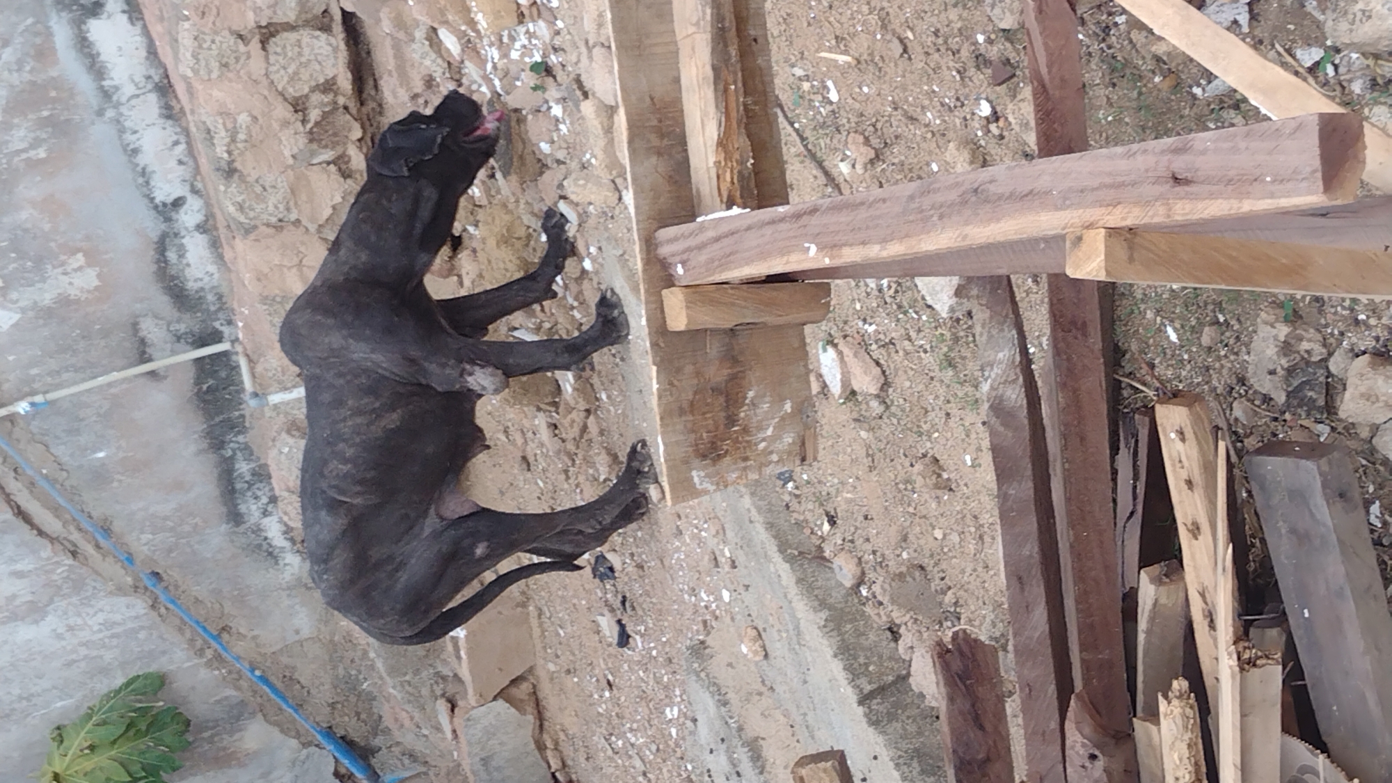 A brindle-colored dog is lying on its side, on a concrete surface in an outdoor area. The location appears to be in Jos, Nigeria based on geographical data. The dog is near wooden planks and scraps of wood. The ground is mixed with dirt and stone. A section of cracked concrete wall is also visible.