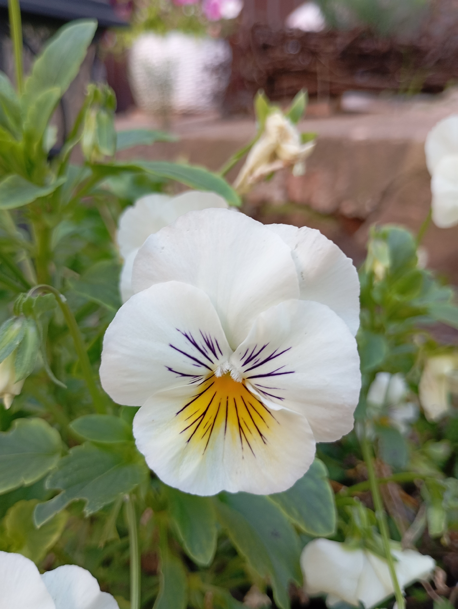 The image shows a close-up of a white pansy flower with yellow and purple markings. The flower is in focus, with the background blurred. The background appears to be a garden setting with green foliage and other flowers. There is no indication of any specific location in the city of Fokino, Russia. The scene is static and there are no people or actions depicted.