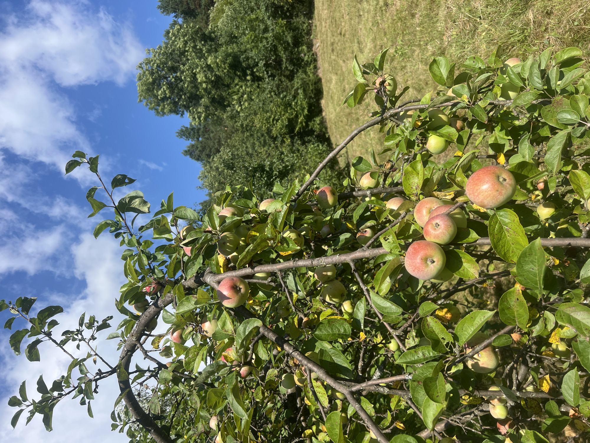 This is a medium-shot, eye-level, vertical photograph of an apple tree laden with ripe apples. The tree branches dominate the foreground and midground, with many apples visible, ranging in color from green to red and pink. The leaves are predominantly green, with some showing yellowing or browning. The background consists of a grassy field sloping upwards, leading to a dense forest of green trees under a bright blue sky with scattered white clouds. The scene appears to be in a rural or natural setting, possibly a garden or orchard. The lighting suggests a sunny day. The photograph is sharp and well-exposed. The location is Yaremche, Ukraine, a town known for its natural beauty and forests in the Carpathian Mountains.