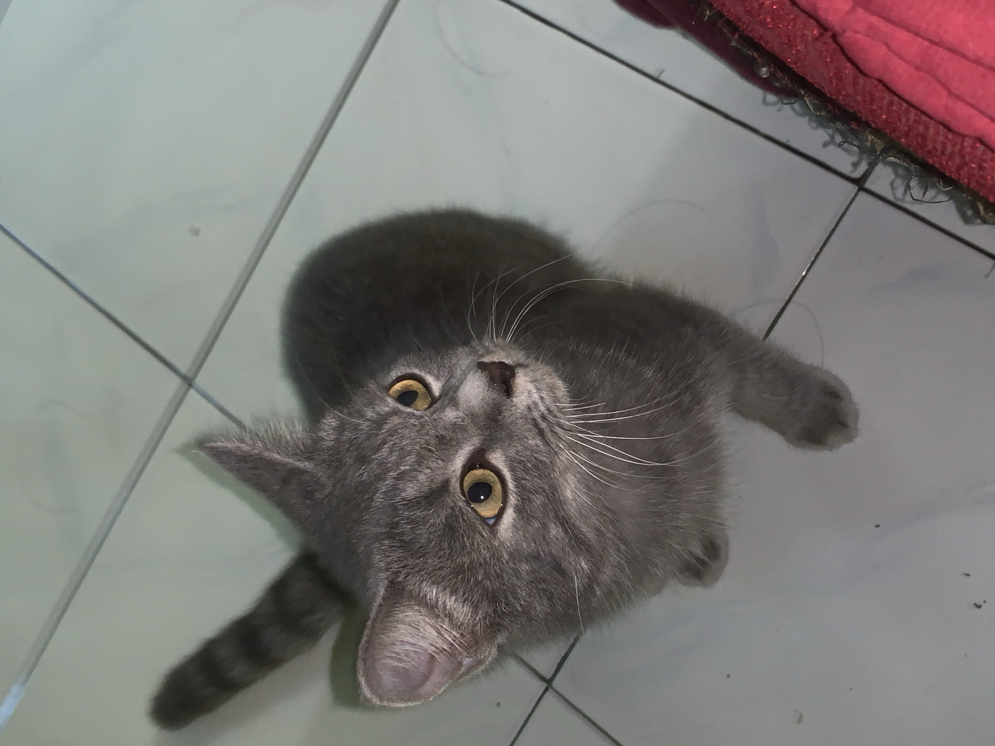 A grey tabby kitten with yellow eyes sits on a tiled floor, looking upwards. The kitten's tail is visible, curled to its left. To the right of the kitten, a portion of a red fabric object with ornate trim is visible. The environment appears to be indoors, as indicated by the tiled flooring and the style of the trim on the fabric. The image does not contain information that allows for determining the location in the city of Jajag, Indonesia.