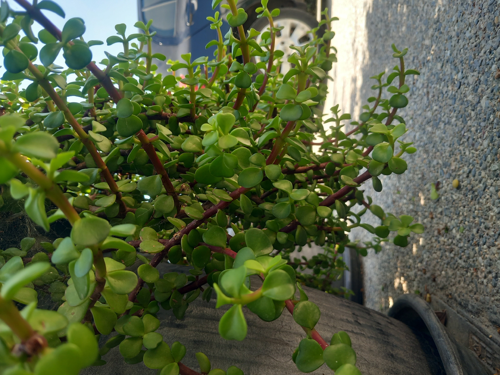 A close-up, low-angle shot focuses on the cascading branches of a jade plant (Crassula ovata), also known as the elephant bush, in a large, dark grey planter. The succulent's numerous small, oval, bright green leaves are clustered along reddish-brown stems that hang down. The planter is situated on a surface covered with small, grey gravel. In the background, the rear of a dark-colored vehicle, possibly an SUV or van, is visible with a silver wheel. The sky above is clear and blue. The scene appears to be outdoors in a residential or urban area. The specific location within Άγιος Νεκτάριος, Greece cannot be determined from the visual information provided in the image.