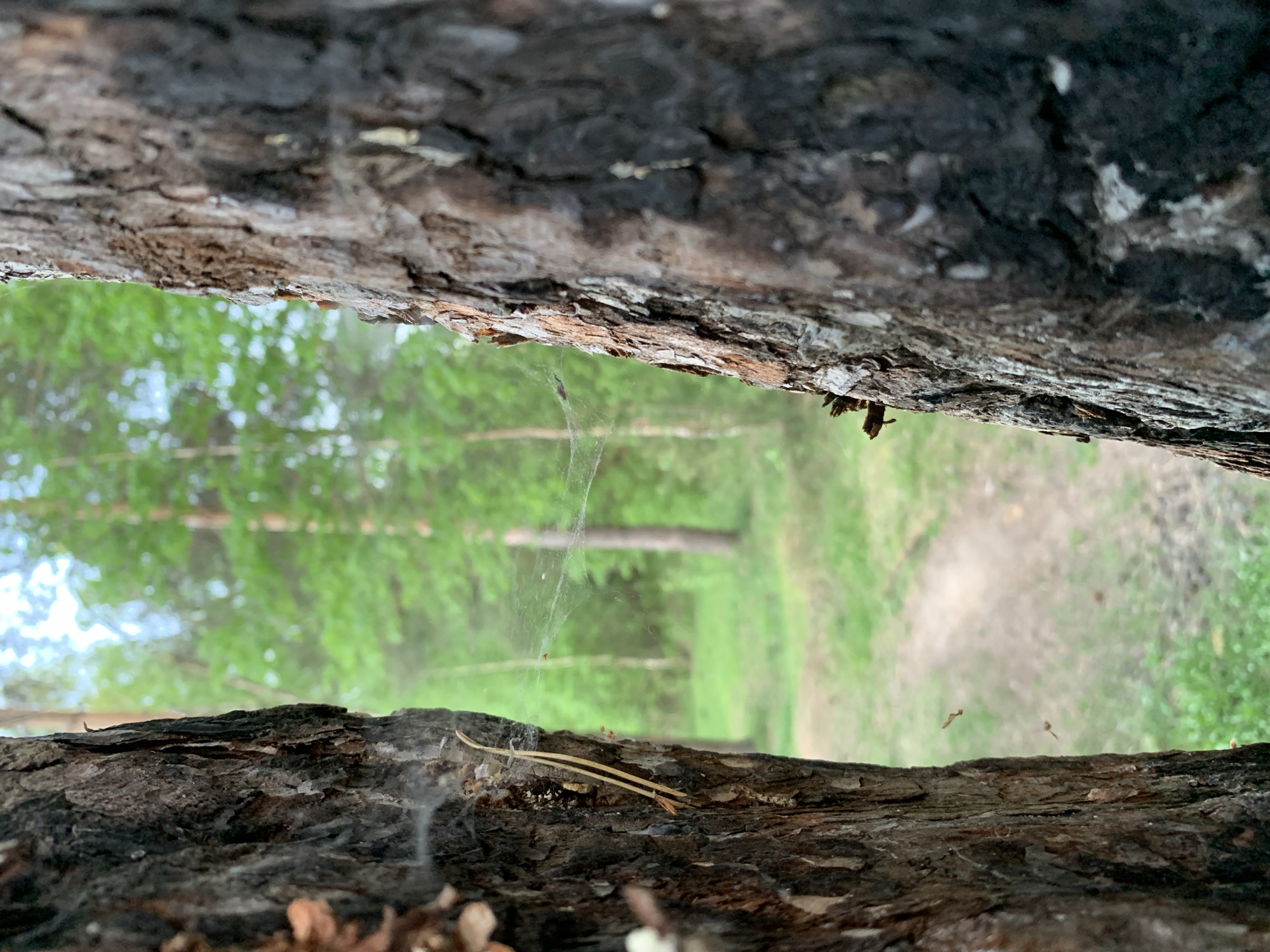The image, taken from a low angle, shows a blurred forest scene visible through a narrow gap between two pieces of dark, rough tree bark. In the background, trees and a path are visible. A spiderweb hangs in the center of the gap. The location is Chaikovsky, Russia. No people are visible.